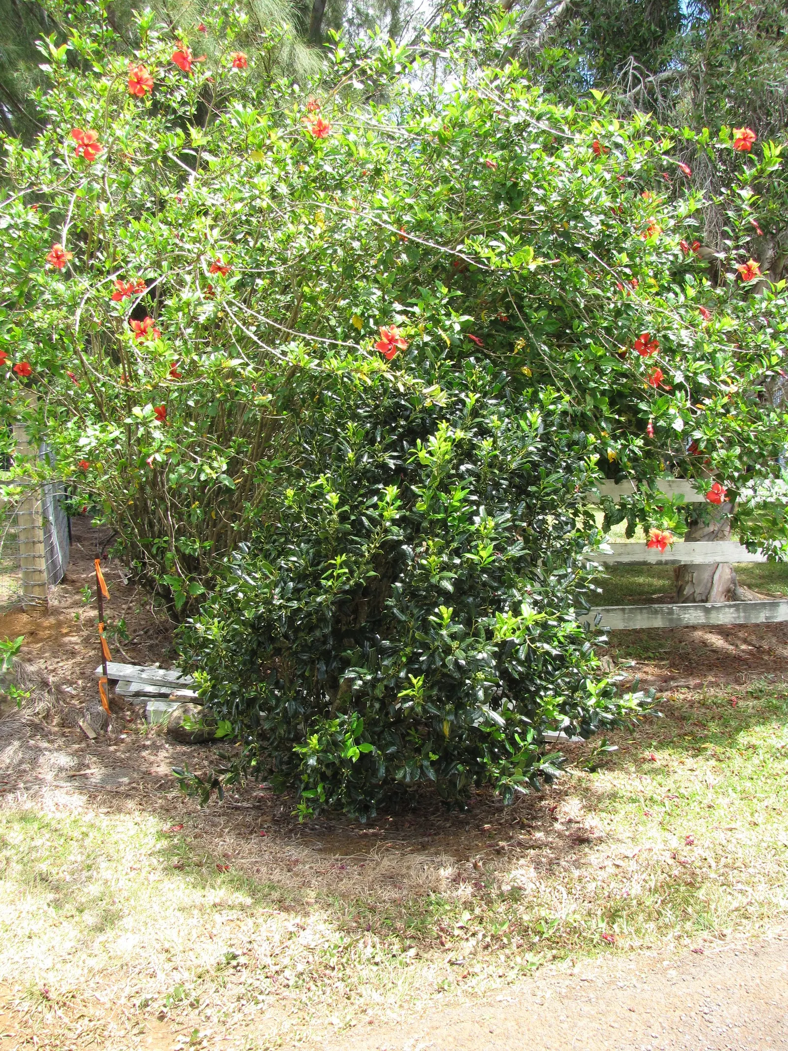English Holly (Ilex Aquifolium) — For optimal growth and berry display; it thrives in USDA hardiness zones 5 through 9 and prefers exposure to full, image 88