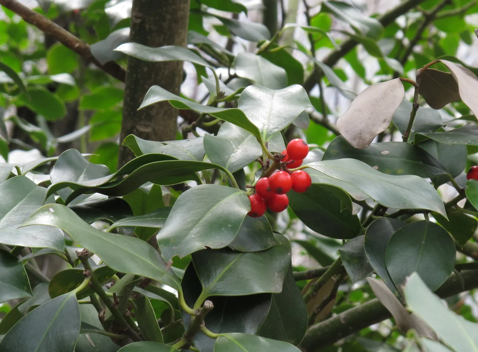 English Holly (Ilex Aquifolium) — Prefers well-drained, acidic soil and partial to full sun; dark green leaves with spiky margins, image 50