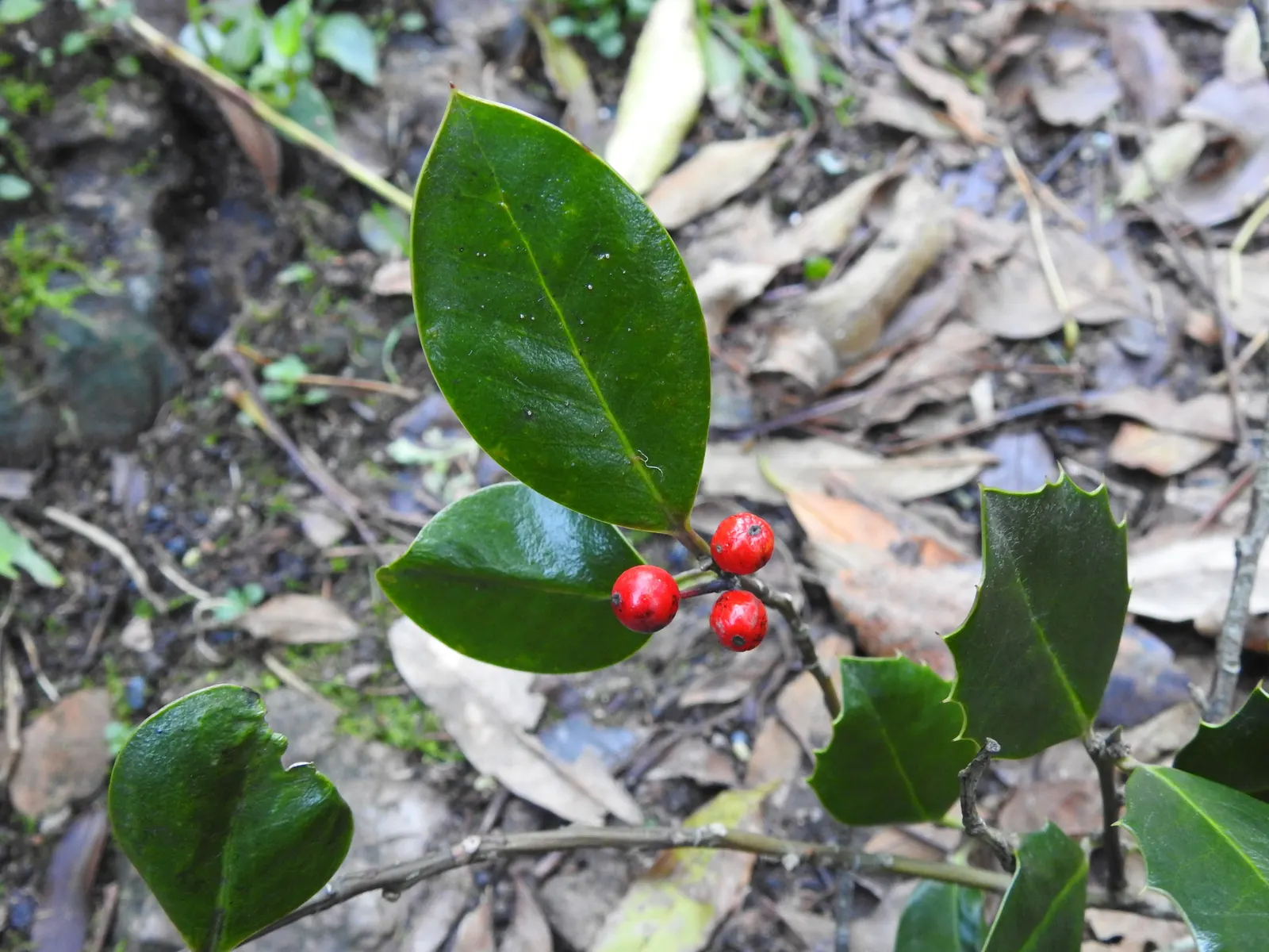 English Holly (Ilex Aquifolium) — though toxic to humans if ingested.<br><br>Careful planning about placement is essential; english Holly (Ilex aquifolium) is