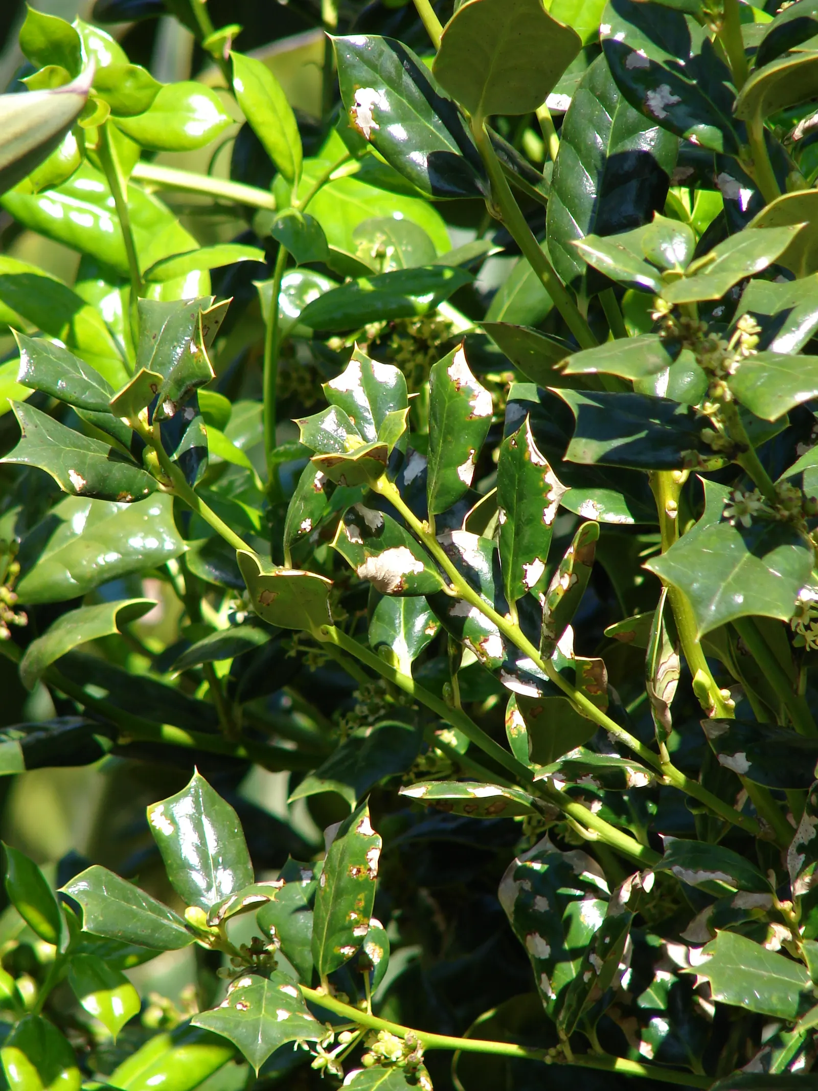 English Holly (Ilex Aquifolium) — occasional pruning will help maintain its shape and promote a more lush; the English Holly's stately presence and, image 66
