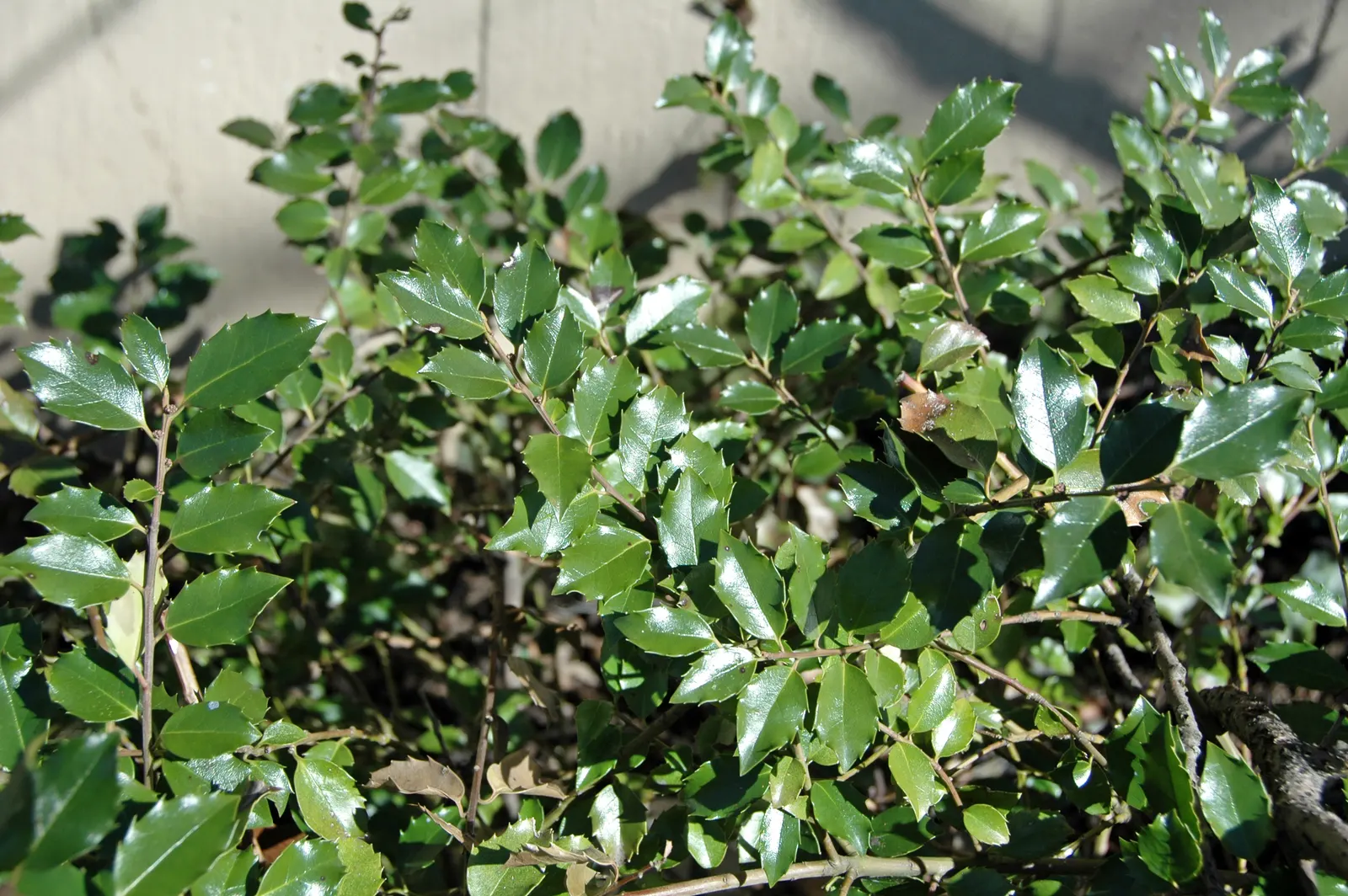 English Holly (Ilex Aquifolium) — An excellent choice for creating focal points or hedges within a garden design; moreover, incorporating mulch can, image 56