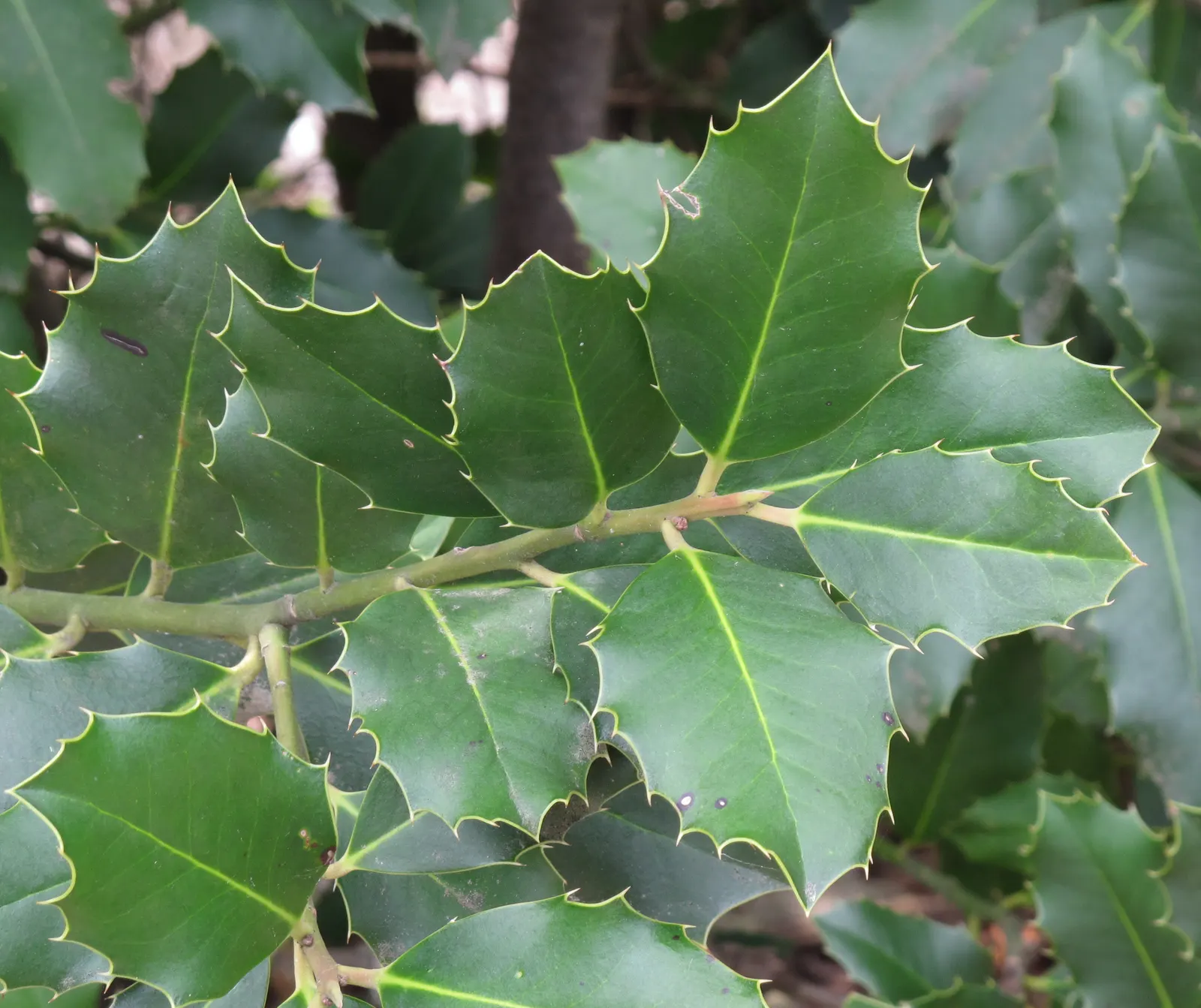 English Holly (Ilex Aquifolium) — Moreover, incorporating mulch can help retain moisture and protect the root zone in colder climates; caution: Leaves and