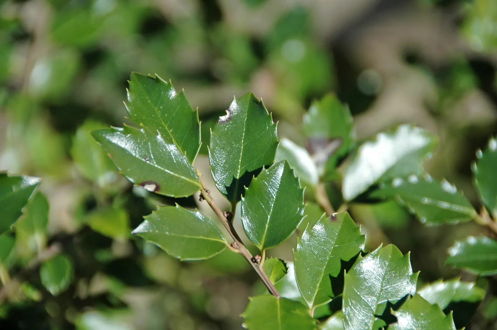 English Holly (Ilex Aquifolium) — is an iconic evergreen species renowned for its glossy; commonly known as the English Holly, image 54