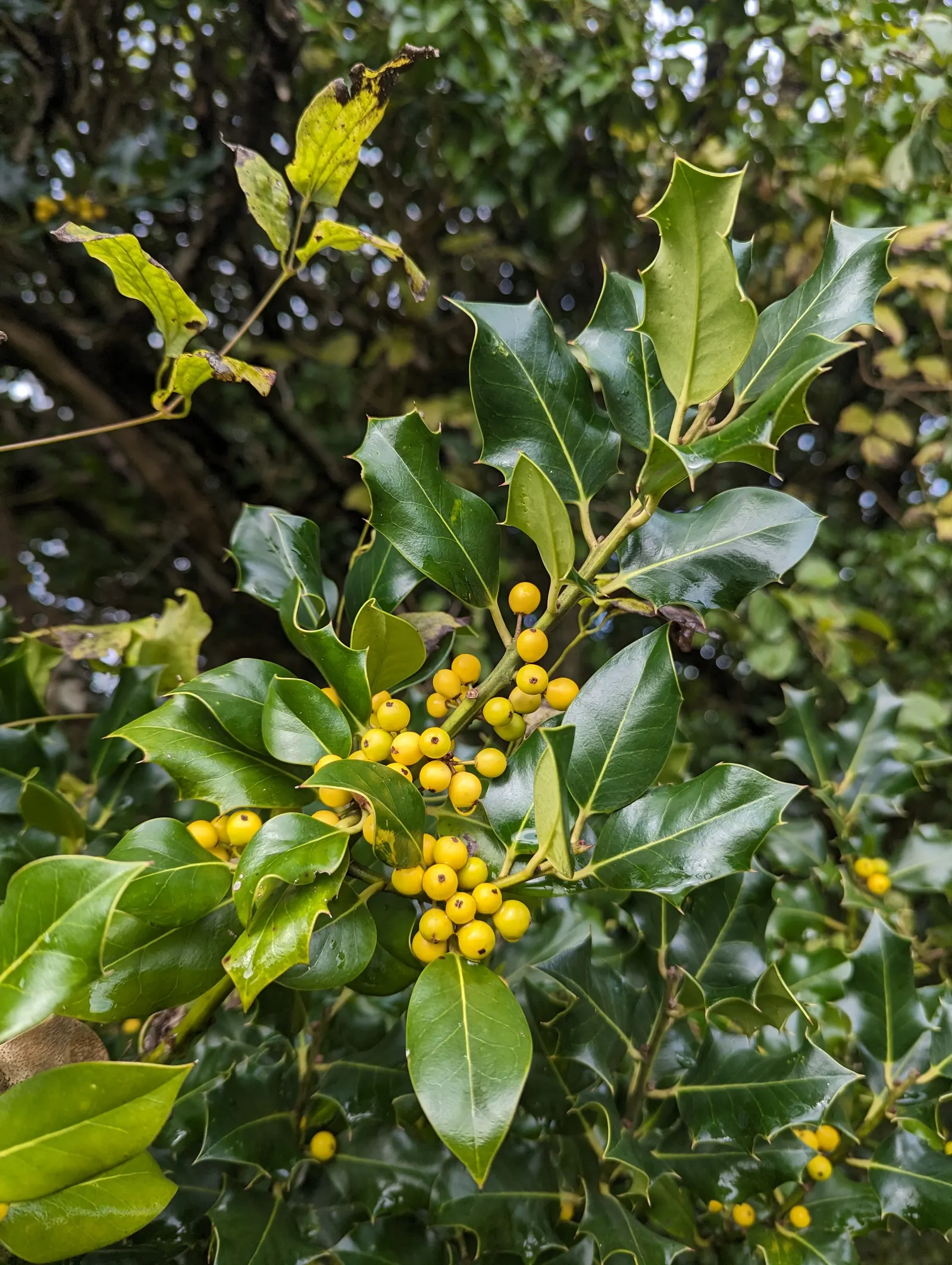 English Holly (Ilex Aquifolium) — is an iconic evergreen species renowned for its glossy; commonly known as the English Holly, image 77