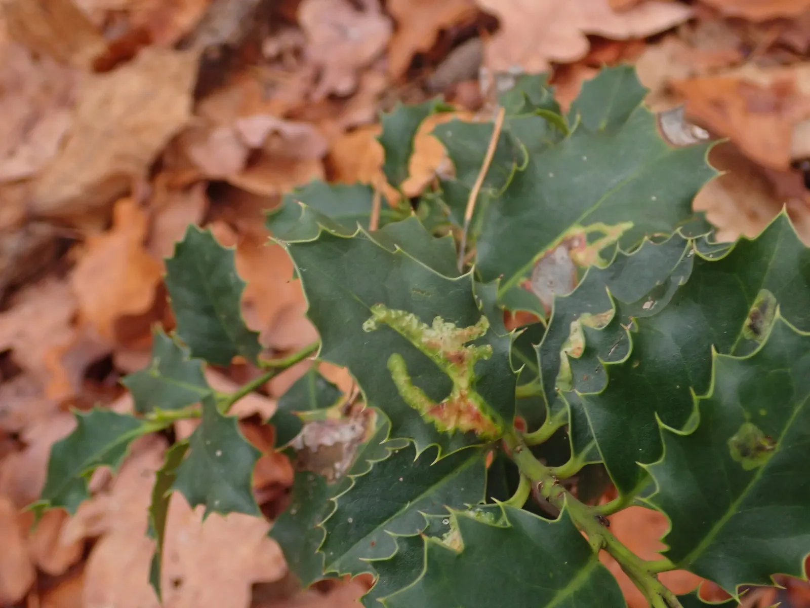 English Holly (Ilex Aquifolium) — as the plant's sharp leaves might make it unsuitable for areas frequented by children or pets; is an iconic evergreen species