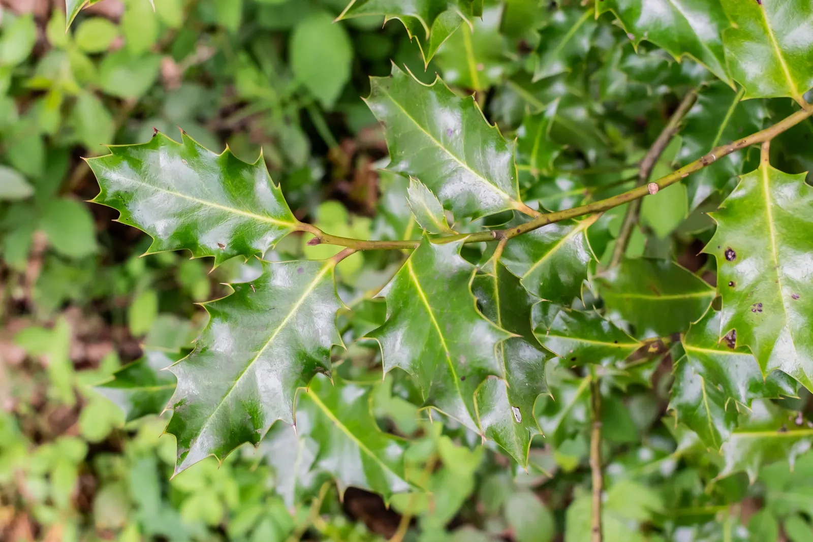English Holly (Ilex Aquifolium) — Caution: Leaves and berries are toxic if ingested; handle with care; the English Holly is dioecious, image 75