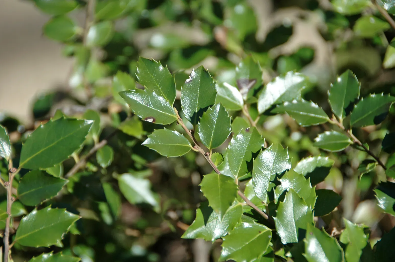 English Holly (Ilex Aquifolium) — the English Holly can reach heights of 15 to 30 feet with a spread of 10 to 20 feet at maturity; utilize as a, image 57