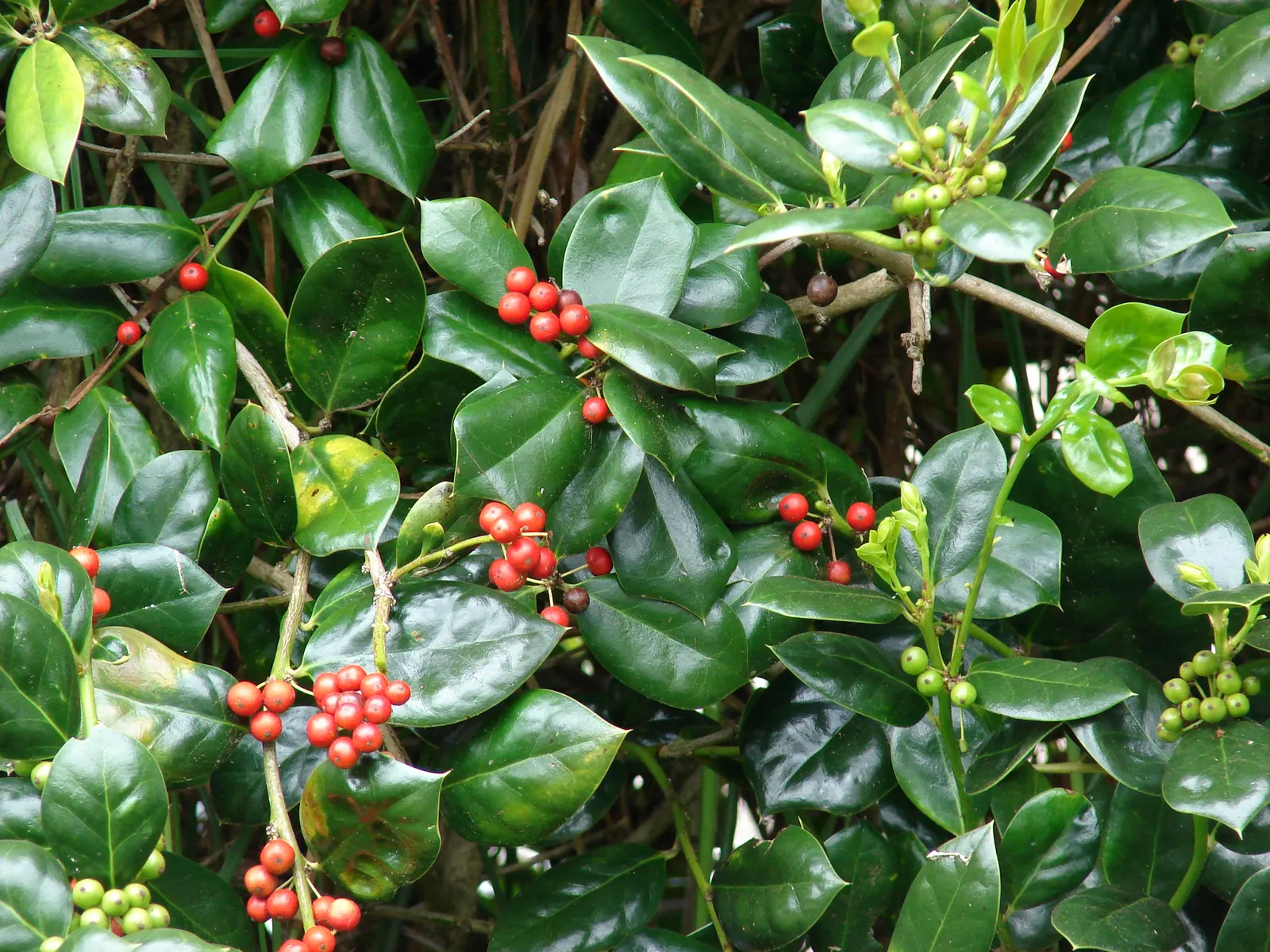 English Holly (Ilex Aquifolium) — though toxic to humans if ingested.<br><br>Careful planning about placement is essential; english Holly (Ilex, image 63
