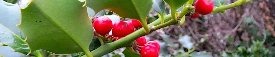 English Holly (Ilex Aquifolium) — Caution: Leaves and berries are toxic if ingested; handle with care; the English Holly is dioecious