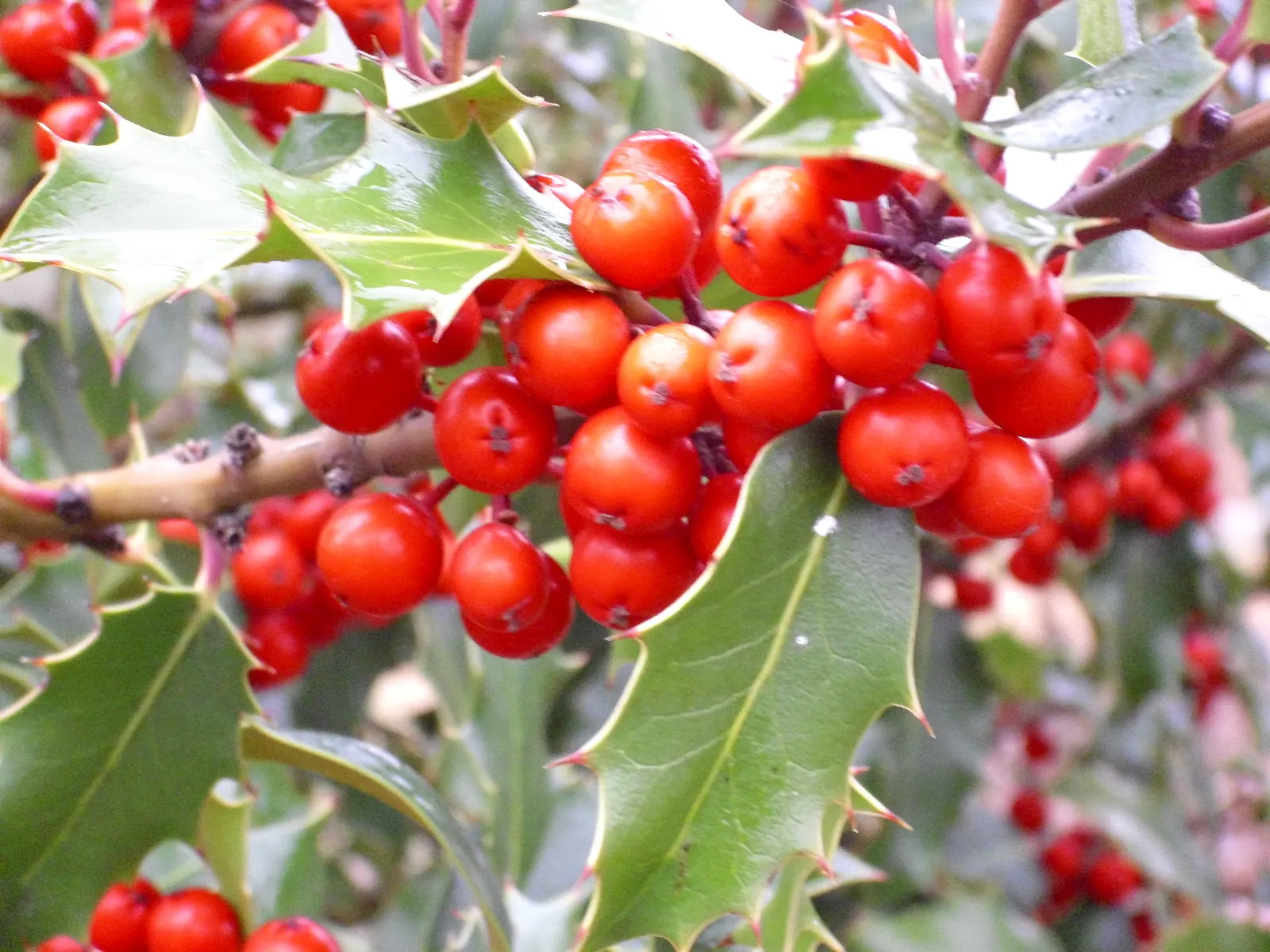 English Holly (Ilex Aquifolium) — An excellent choice for creating focal points or hedges within a garden design; moreover, incorporating mulch can help retain