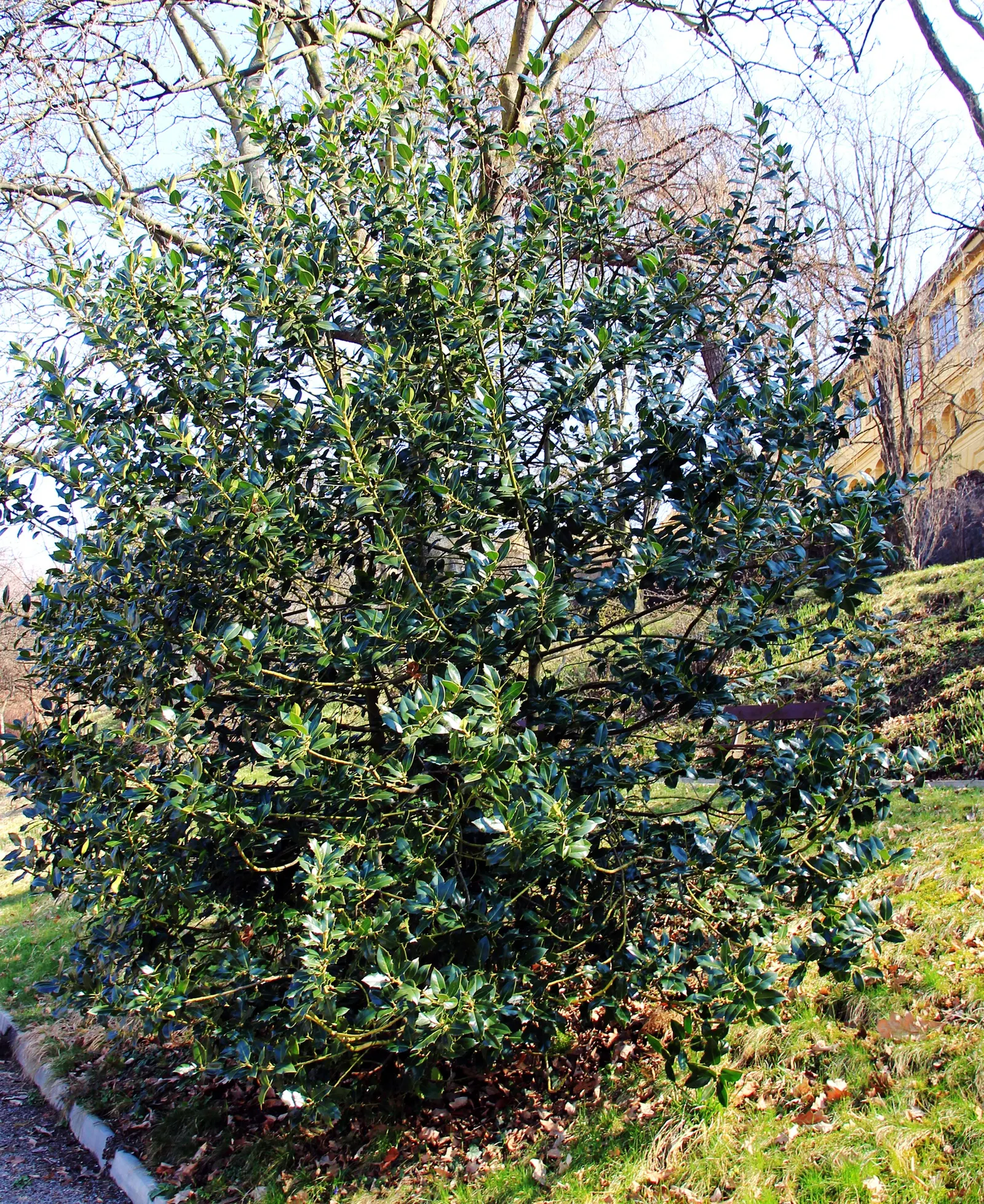 English Holly (Ilex Aquifolium) — The English Holly is dioecious; though toxic to humans if ingested.<br><br>Careful planning about placement is, image 85