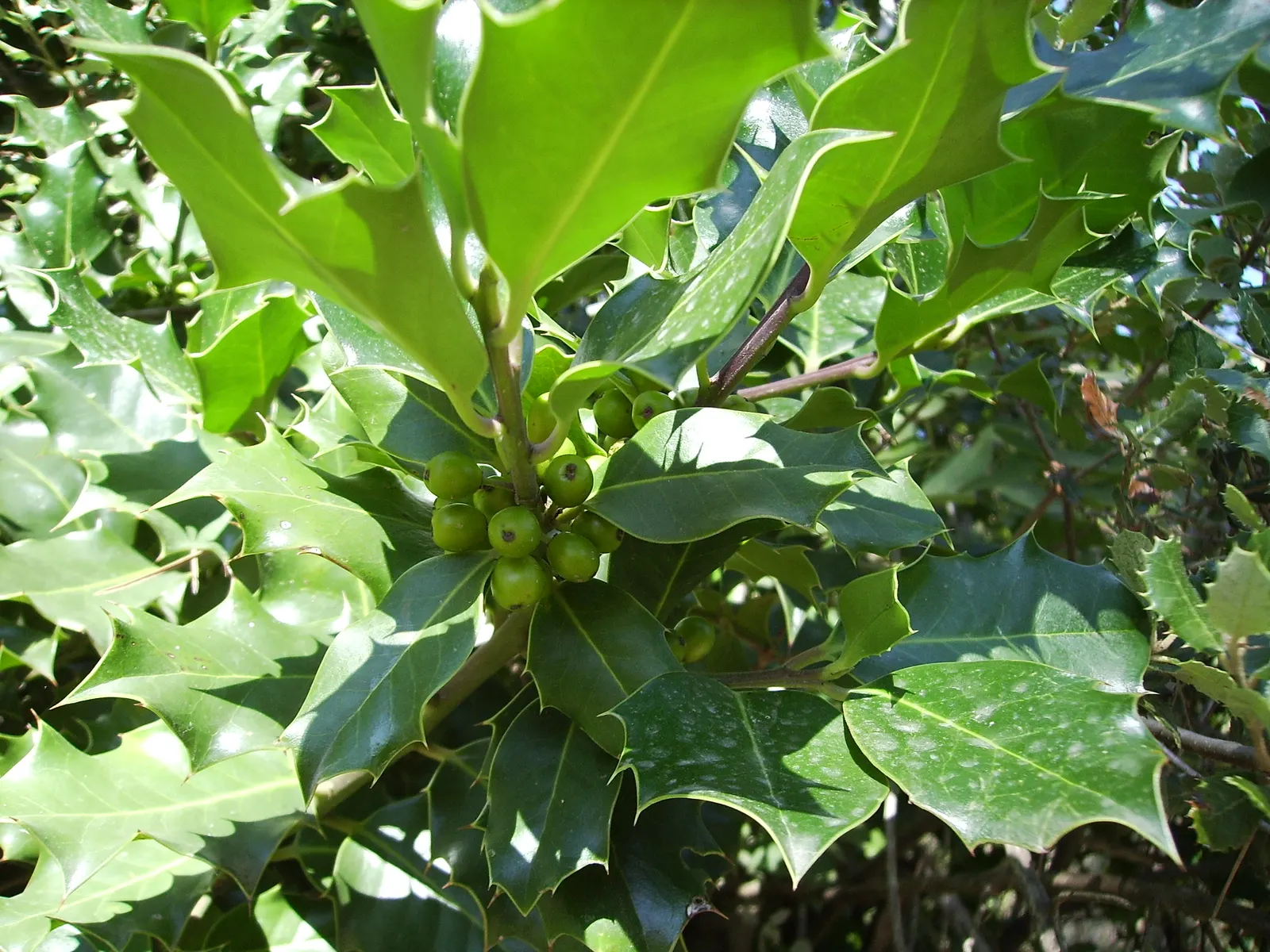 English Holly (Ilex Aquifolium) — the English Holly can reach heights of 15 to 30 feet with a spread of 10 to 20 feet at maturity; utilize as a specimen