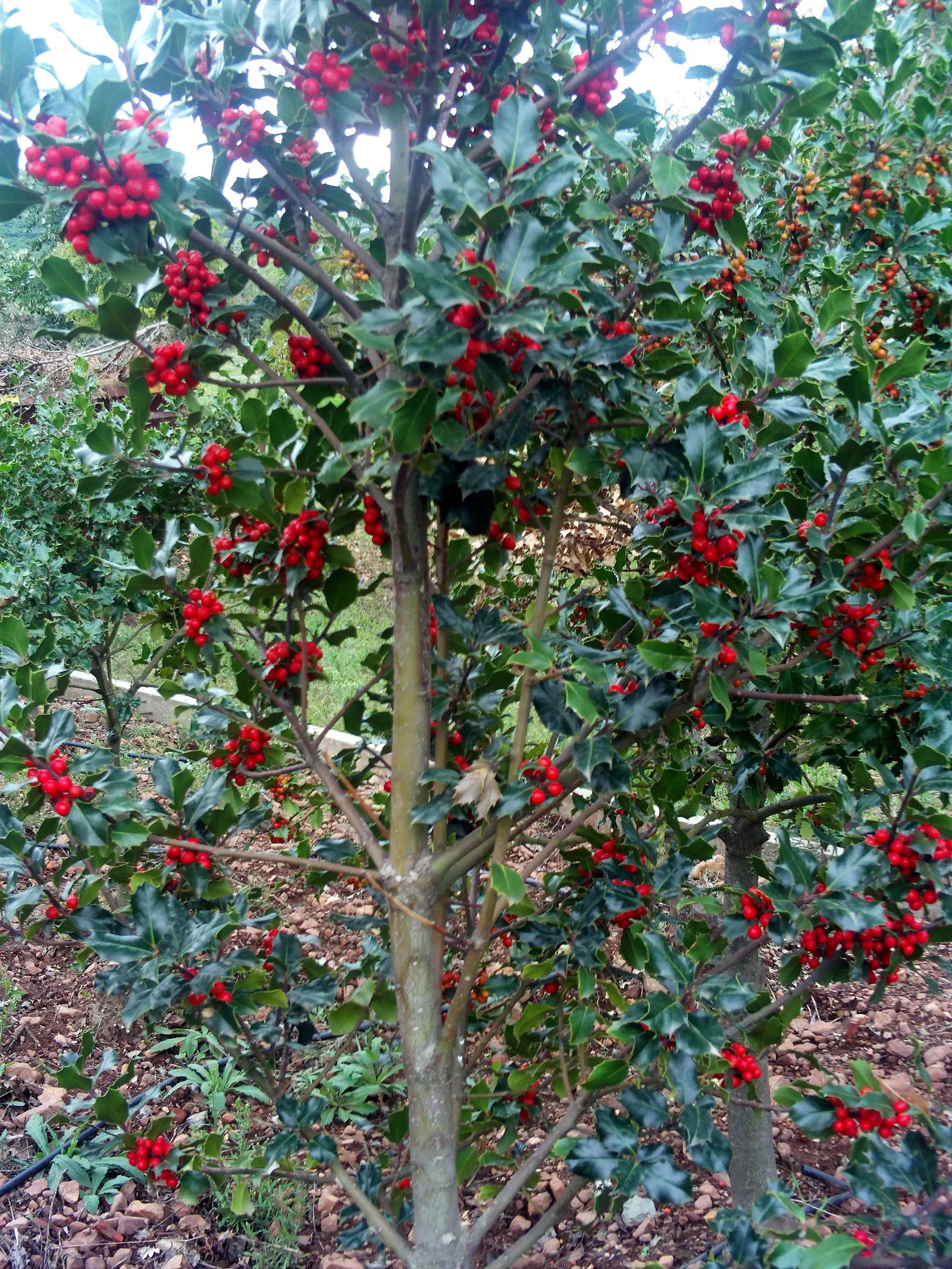English Holly (Ilex Aquifolium) — consider its need for well-drained; for optimal growth and berry display