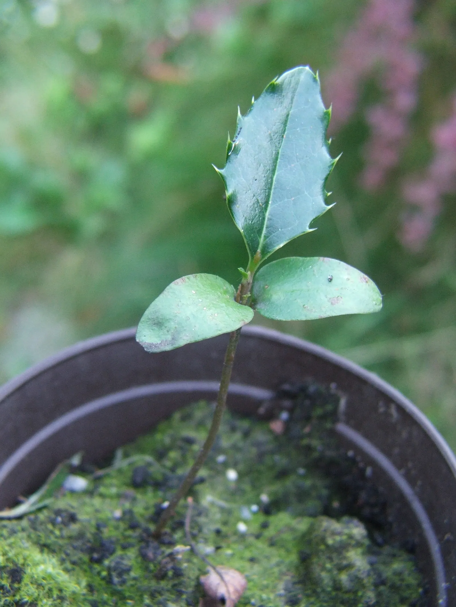 English Holly (Ilex Aquifolium) — though toxic to humans if ingested.<br><br>Careful planning about placement is essential; english Holly (Ilex, image 86