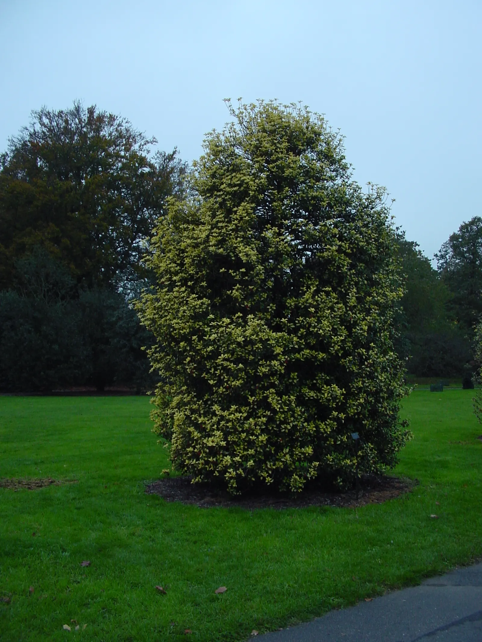 English Holly (Ilex Aquifolium) — broadleaf evergreen for full or half; occasional pruning will help maintain its shape and promote a more lush, image 92