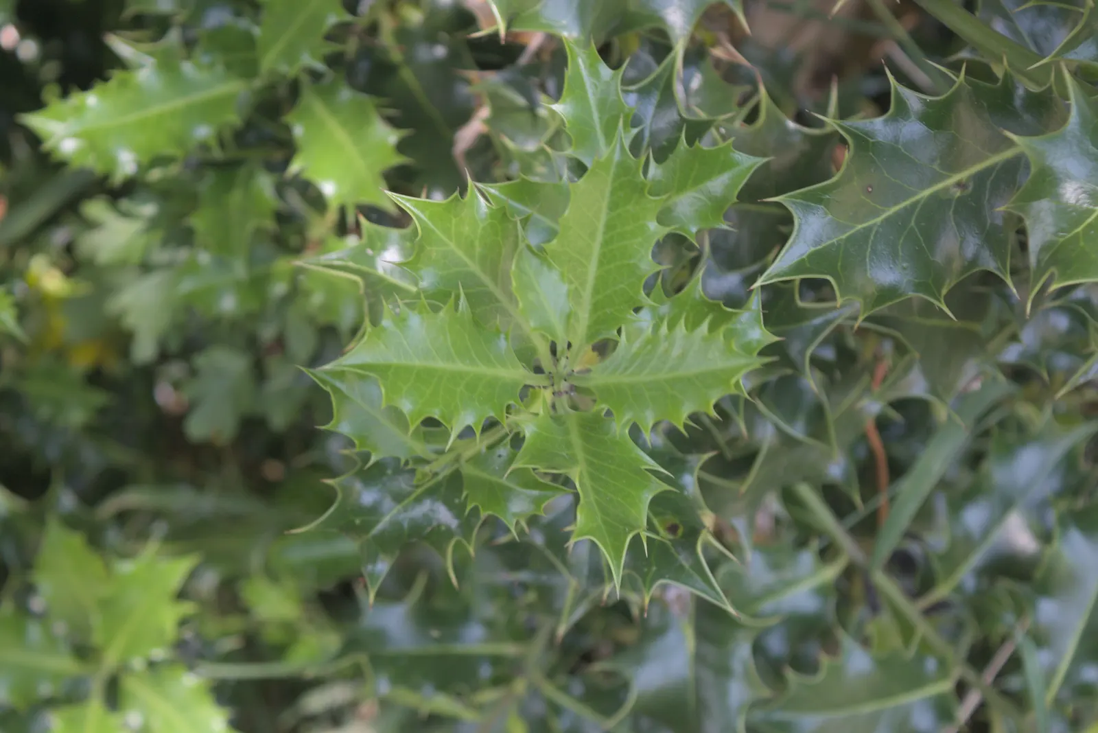 English Holly (Ilex Aquifolium) — preferably with a slightly acidic to neutral pH; mature at 15-50 feet with a spread of 10-35 feet, it produces red berries in