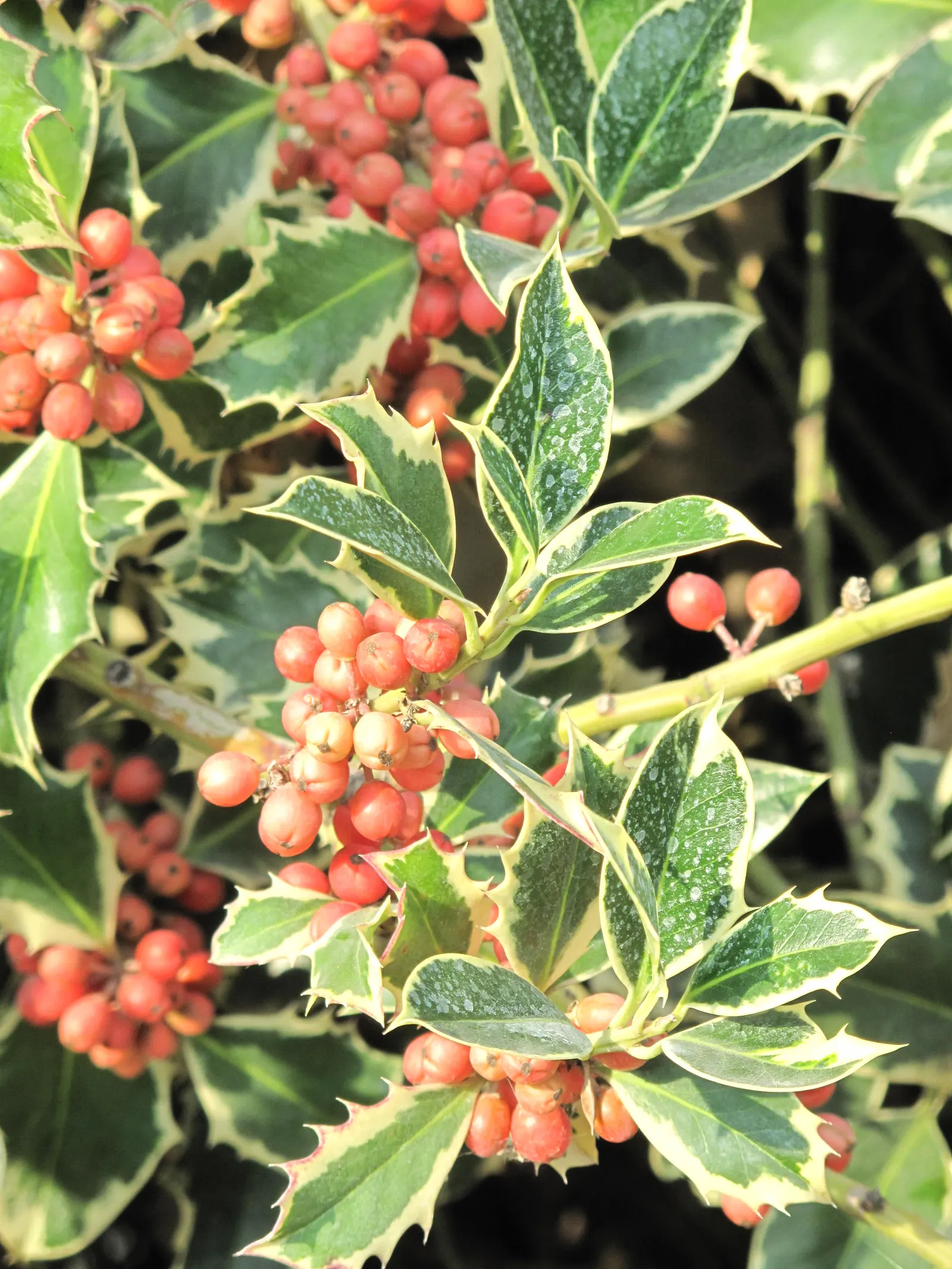 English Holly (Ilex Aquifolium) — It thrives in USDA hardiness zones 5 through 9 and prefers exposure to full sun to partial shade; an excellent, image 84