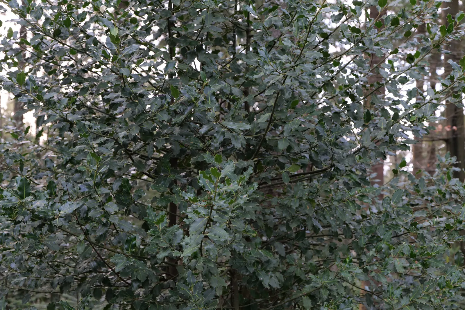 English Holly (Ilex Aquifolium) — The leaves are characteristically spiny and can range from 1 to 3 inches in length, image 104