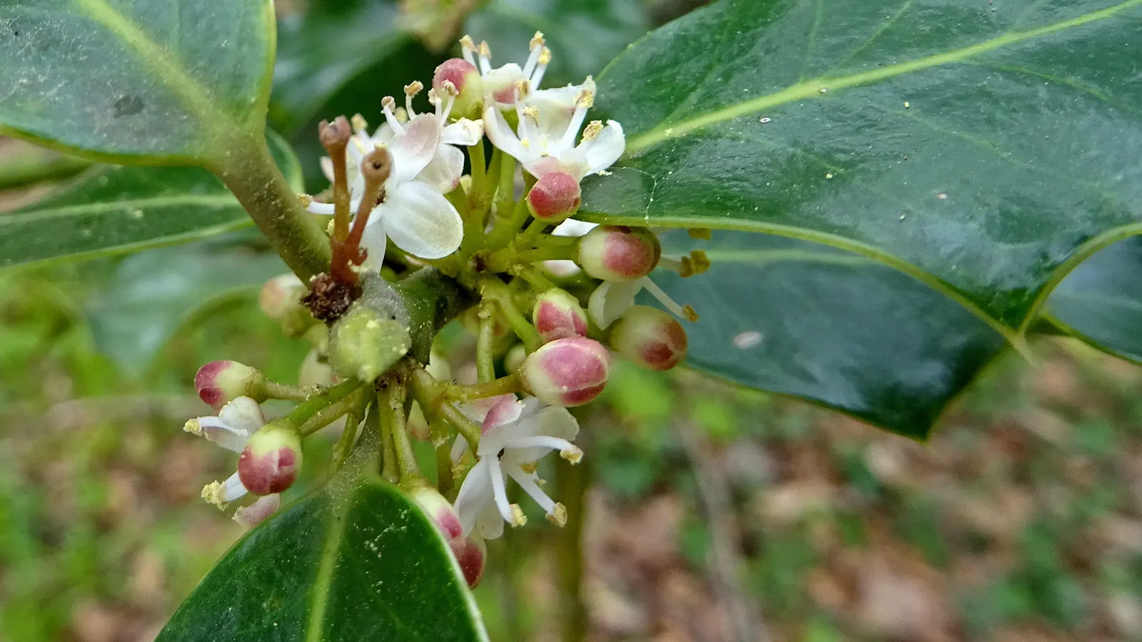 English Holly (Ilex Aquifolium) — English Holly (Ilex aquifolium) is an evergreen shrub renowned for its glossy; prefers well-drained, acidic soil and partial