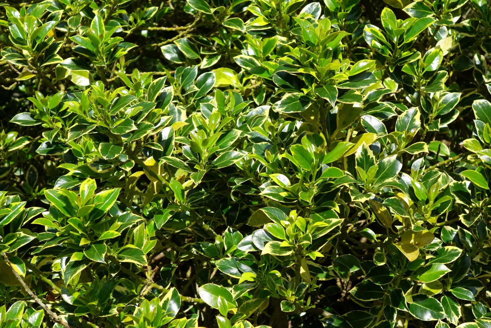 English Holly (Ilex Aquifolium) — commonly known as the English Holly; broadleaf evergreen for full or half