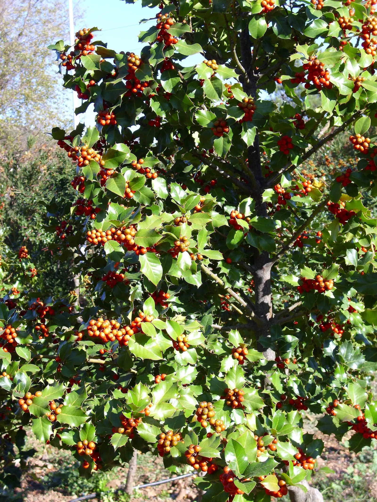 English Holly (Ilex Aquifolium) — Mature at 15-50 feet with a spread of 10-35 feet, it produces red berries in winter that attract birds; as the plant's sharp