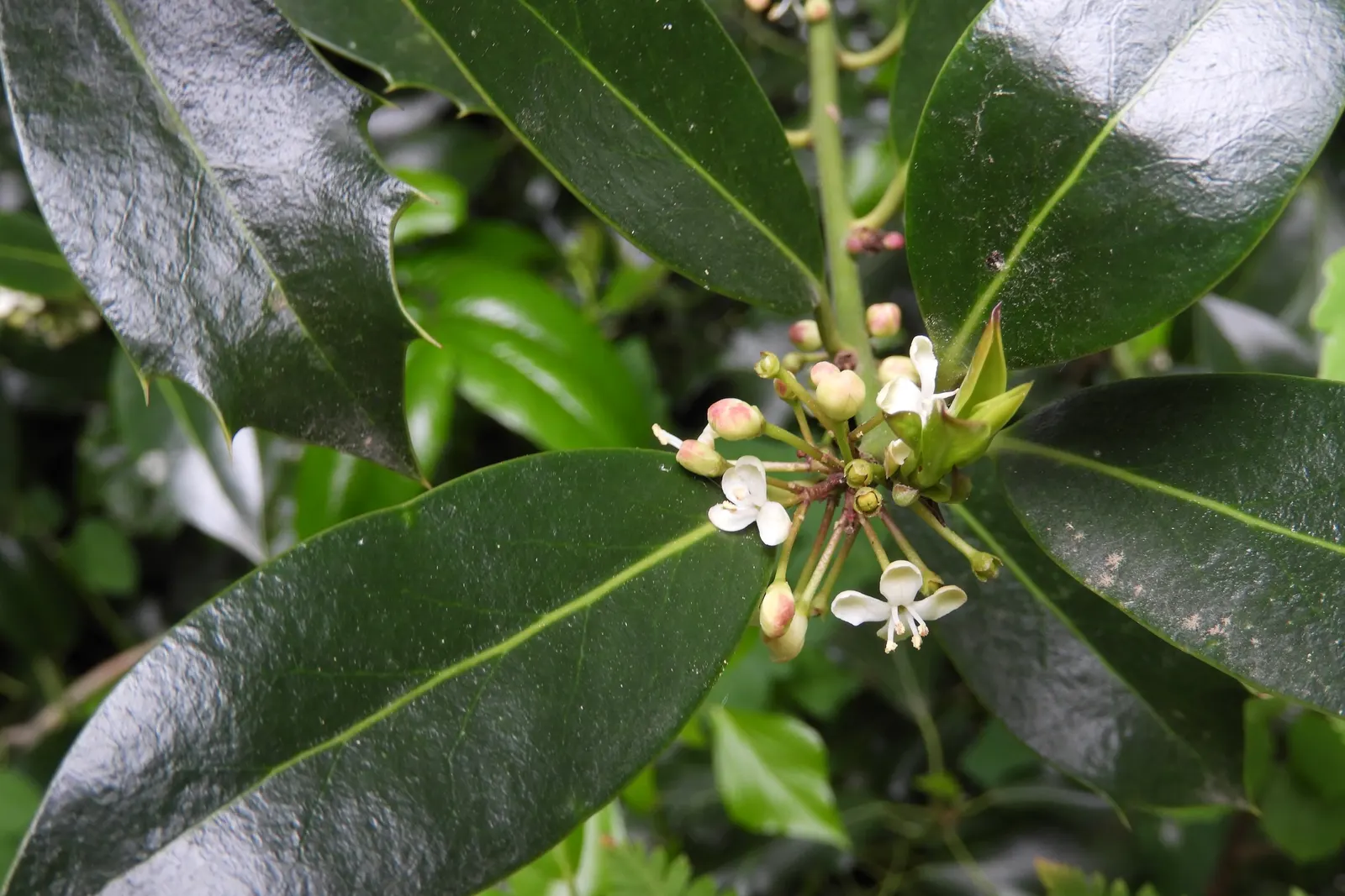 English Holly (Ilex Aquifolium) — dark green leaves with spiky margins; the English Holly can reach heights of 15 to 30 feet with a spread of 10 to 20 feet at