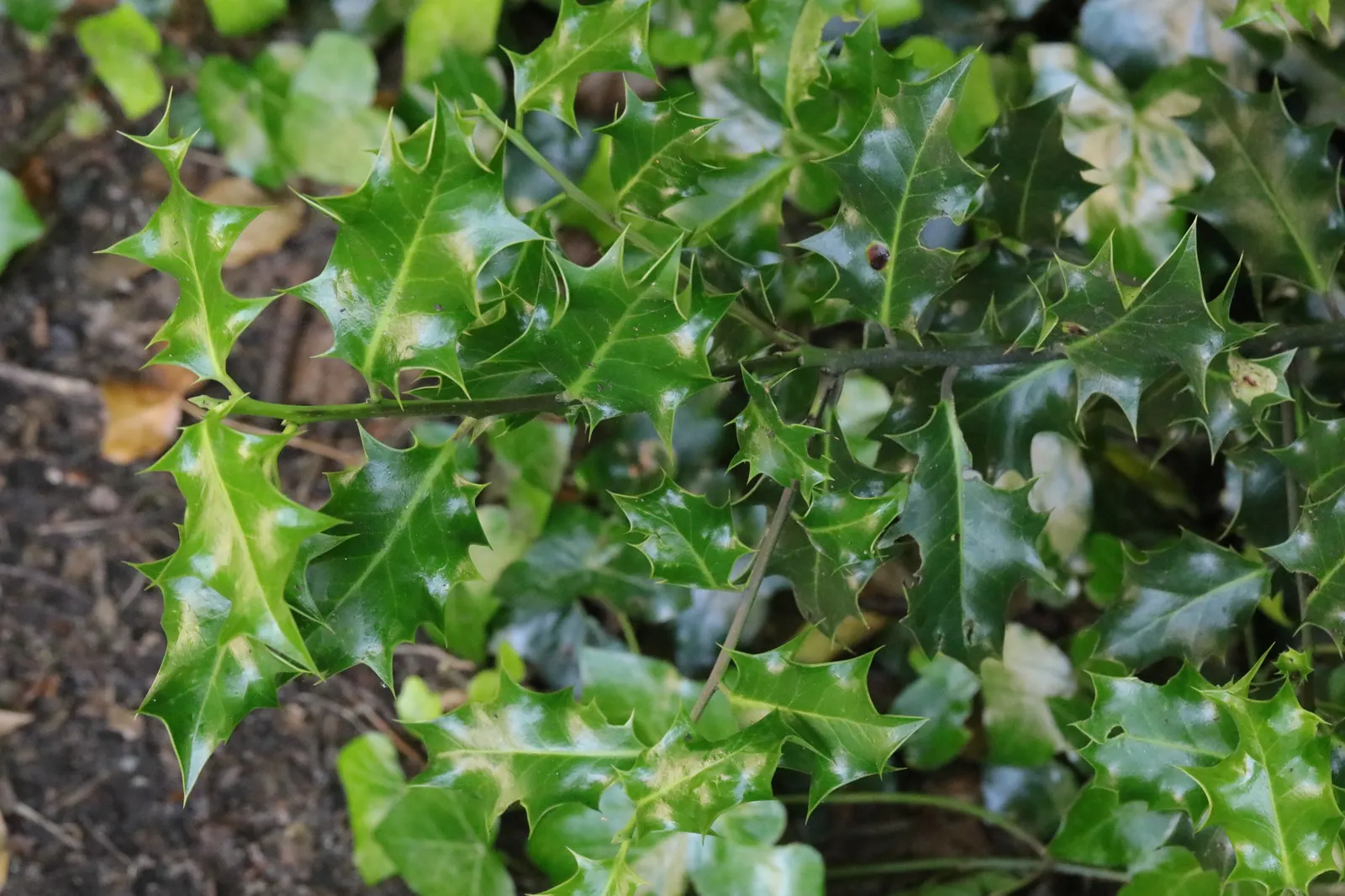 English Holly (Ilex Aquifolium) — broadleaf evergreen for full or half