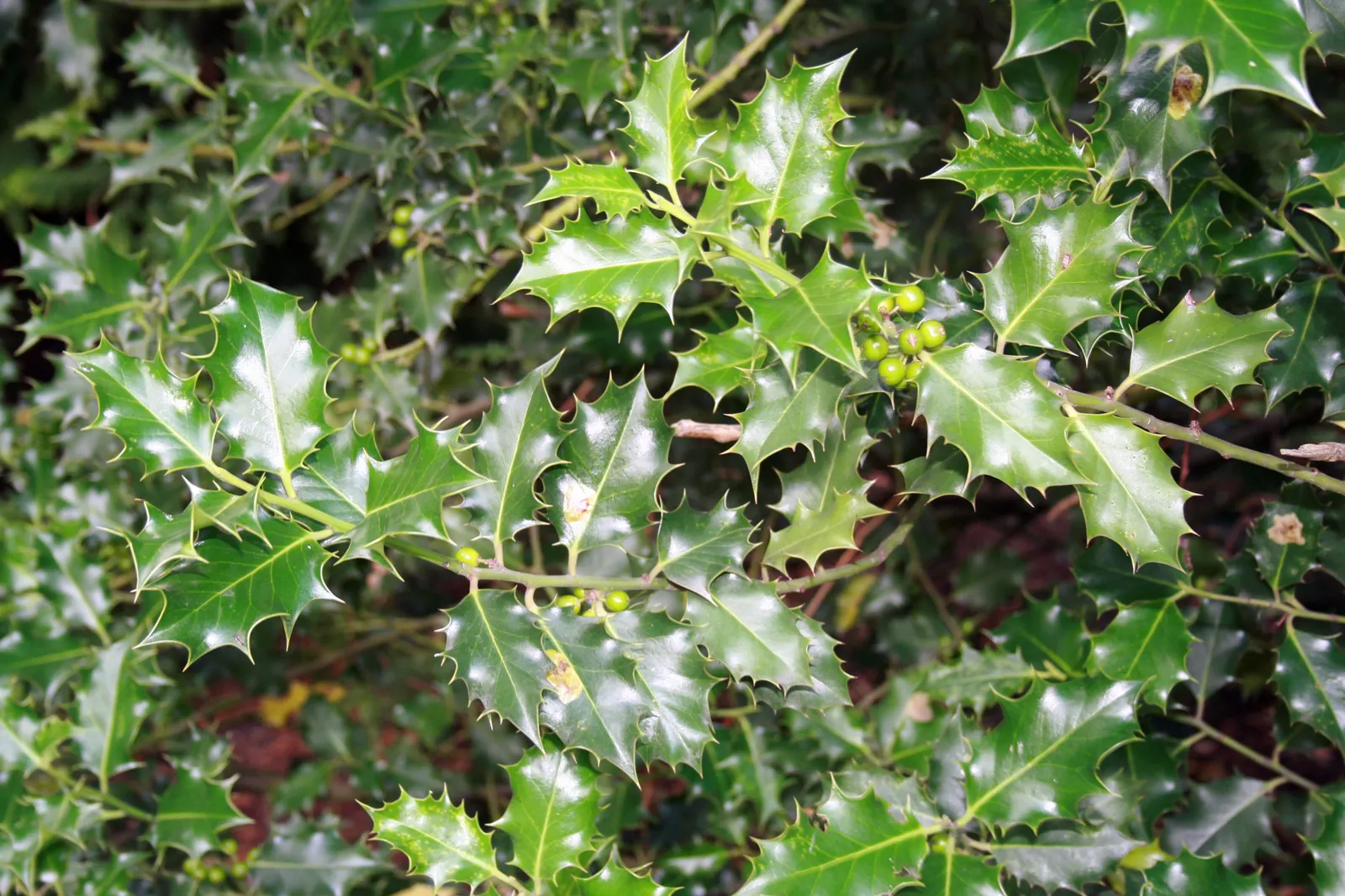 English Holly (Ilex Aquifolium) — English Holly (Ilex aquifolium) is an evergreen shrub renowned for its glossy; prefers well-drained, acidic soil, image 116