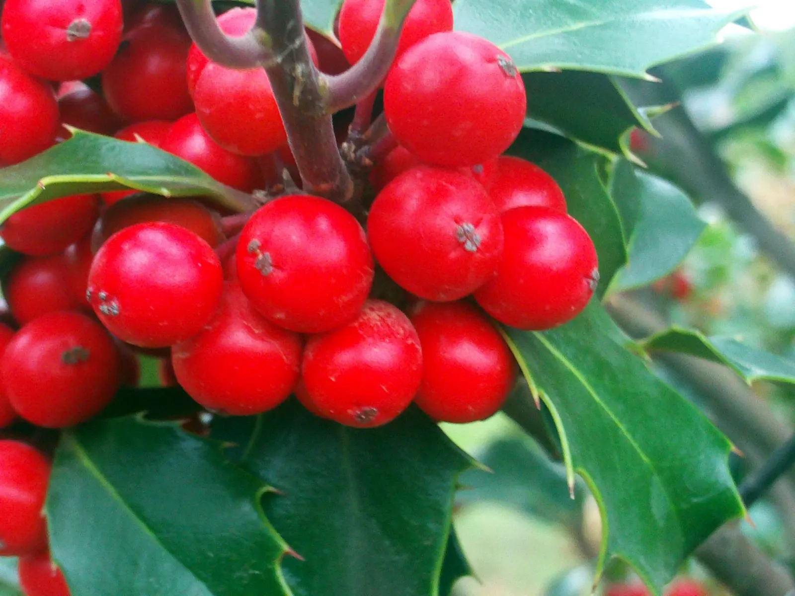 English Holly (Ilex Aquifolium) — The leaves are characteristically spiny and can range from 1 to 3 inches in length, image 35
