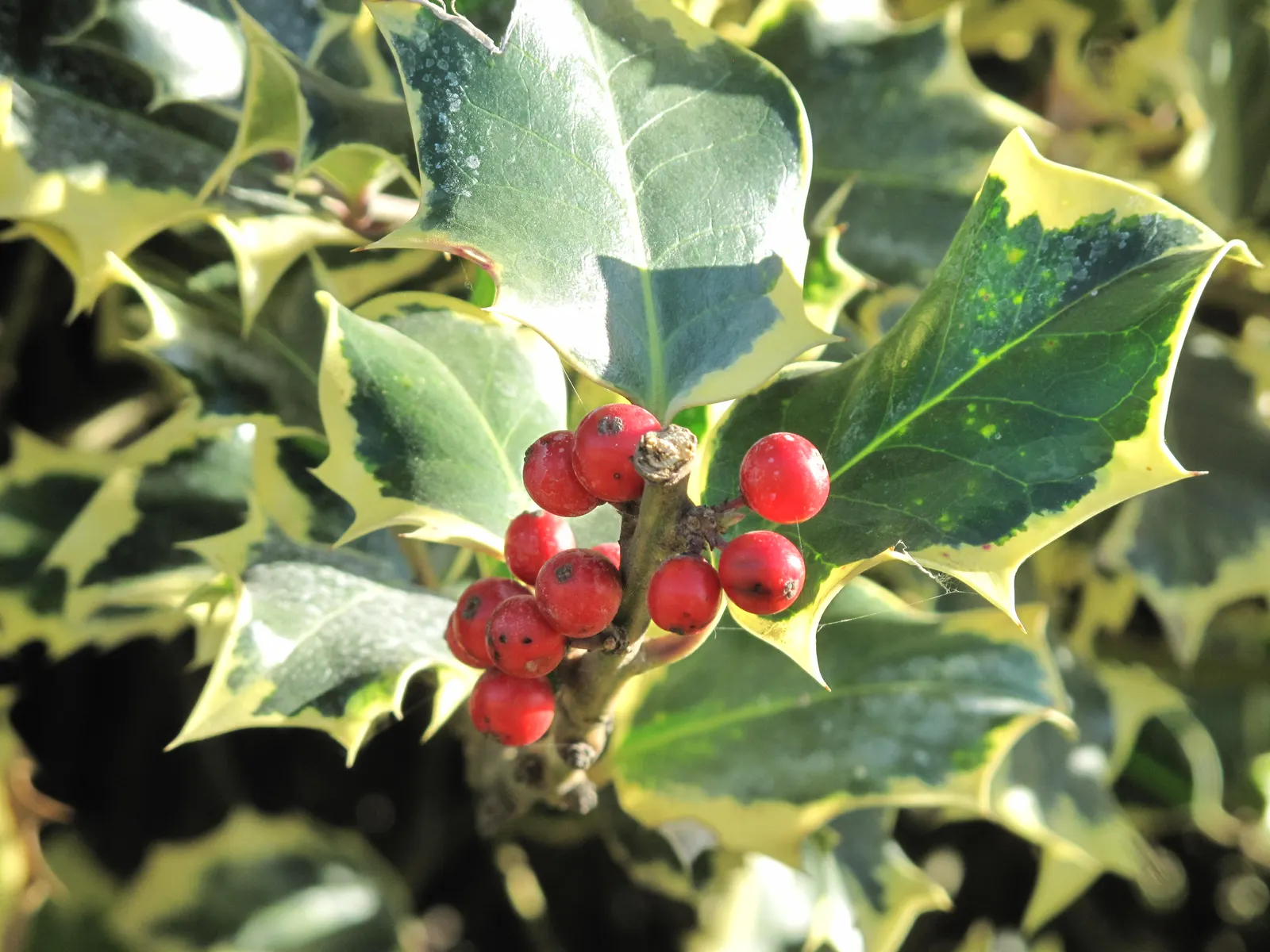 English Holly (Ilex Aquifolium) — deep green leaves and vibrant red berries; preferably with a slightly acidic to neutral pH