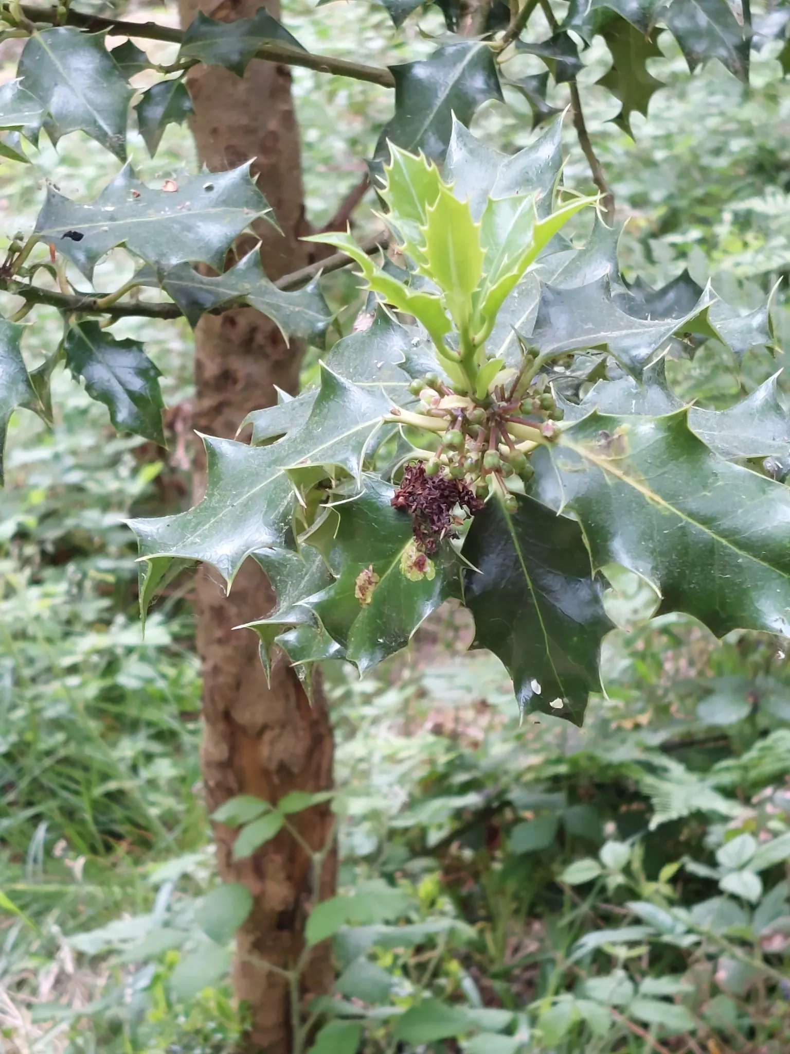 English Holly (Ilex Aquifolium) — The English Holly's stately presence and seasonal interest make it a timeless addition to any landscape design