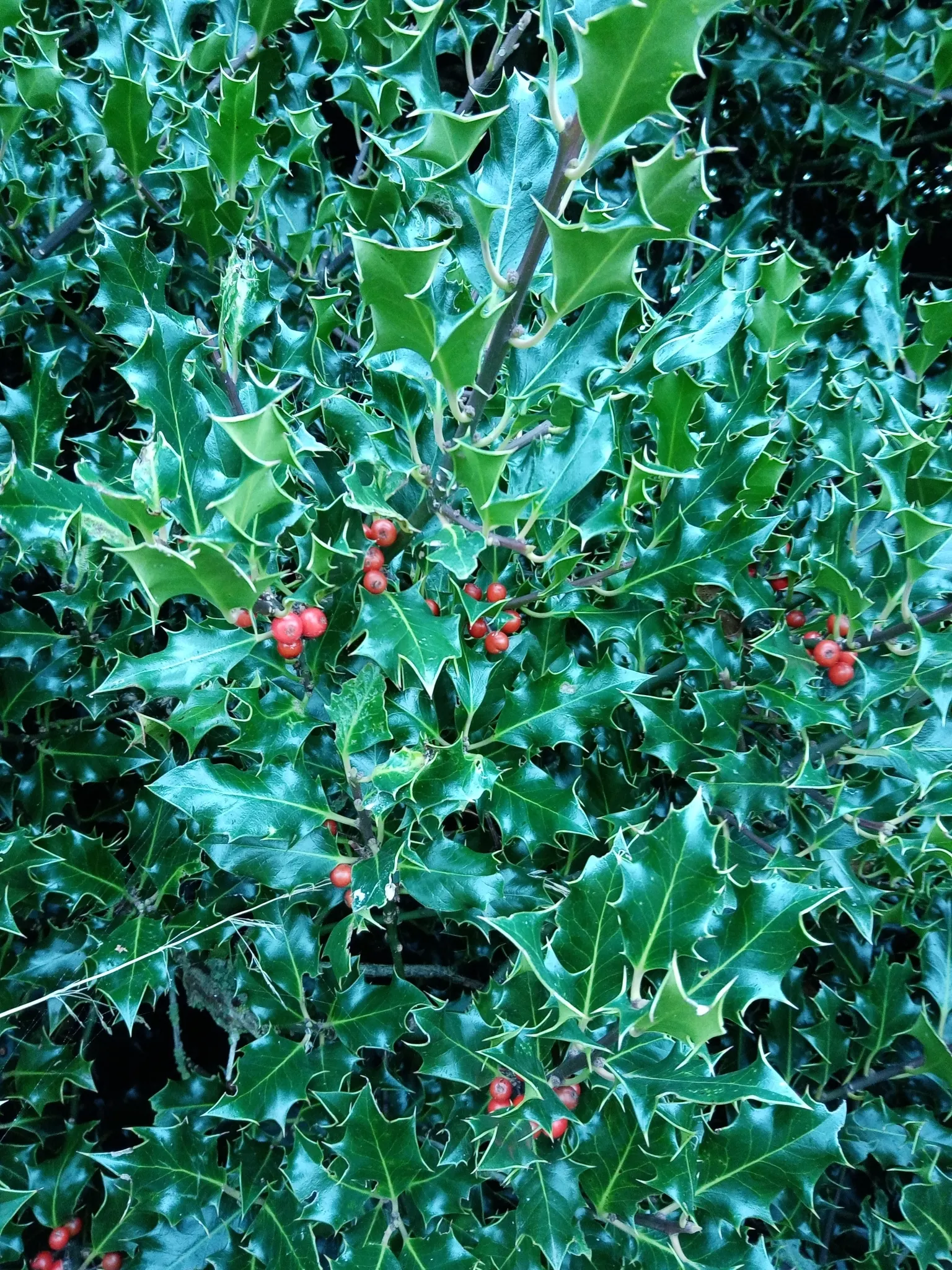English Holly (Ilex Aquifolium) — occasional pruning will help maintain its shape and promote a more lush
