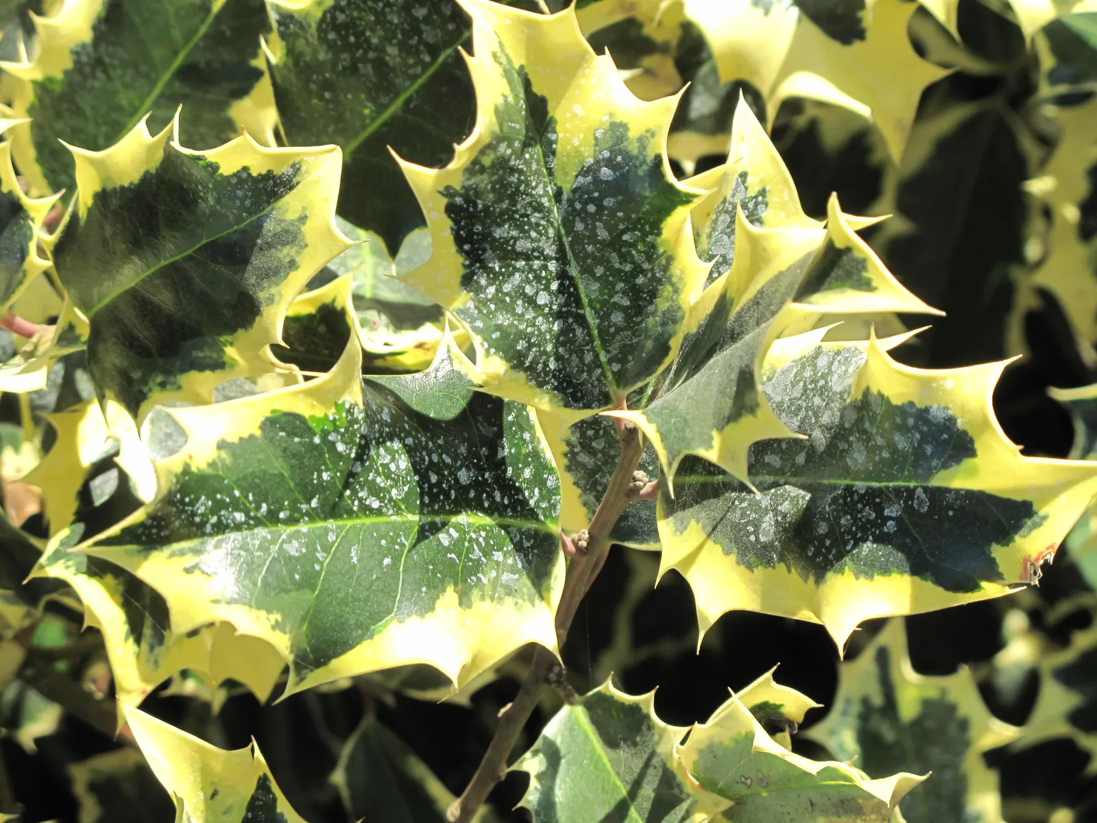 English Holly (Ilex Aquifolium) — is an iconic evergreen species renowned for its glossy; commonly known as the English Holly