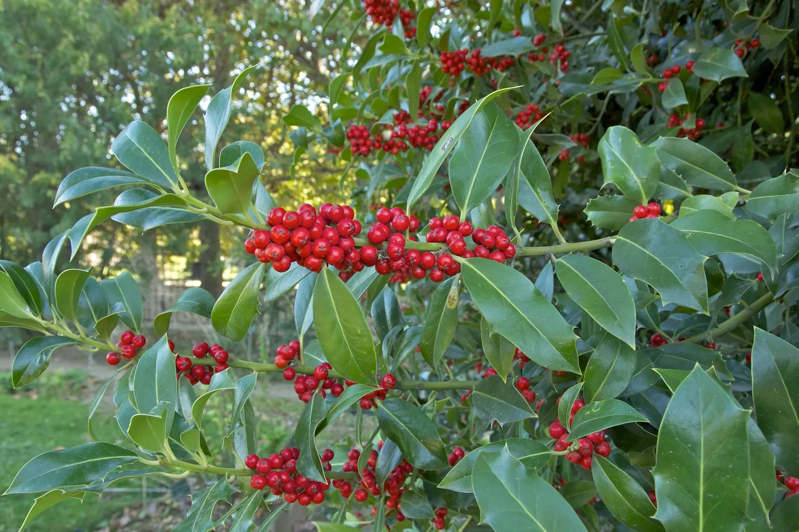 English Holly (Ilex Aquifolium) — Moreover, incorporating mulch can help retain moisture and protect the root zone in colder climates