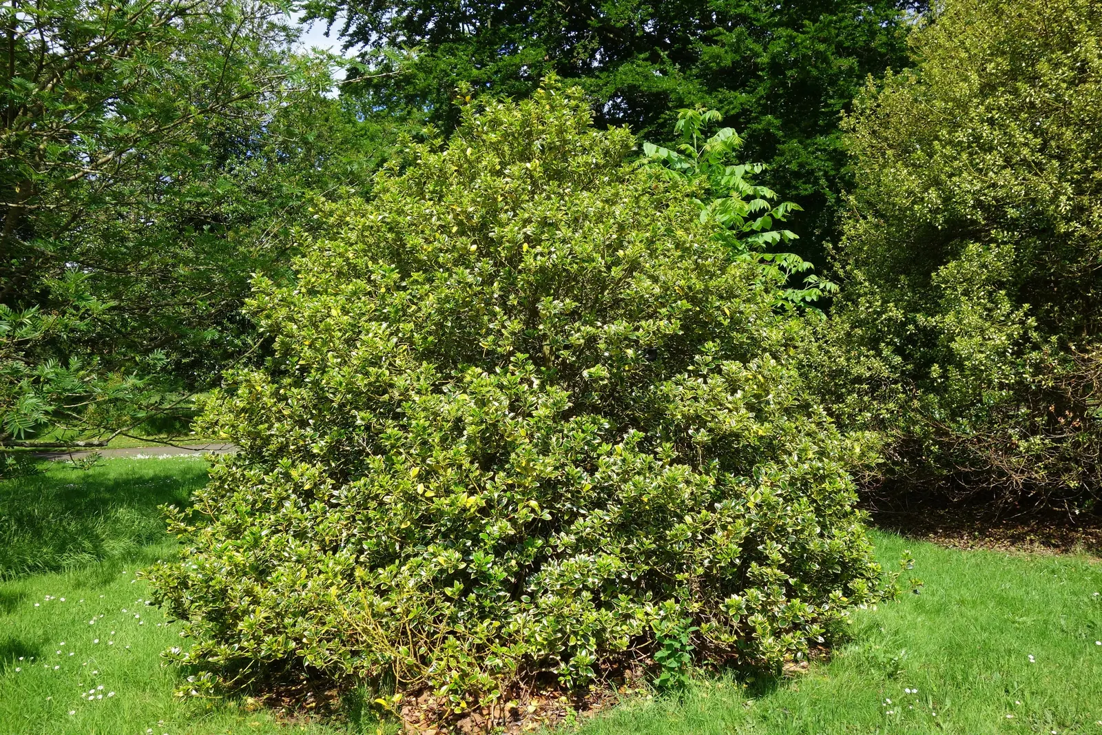 English Holly (Ilex Aquifolium) — Prefers well-drained, acidic soil and partial to full sun; dark green leaves with spiky margins