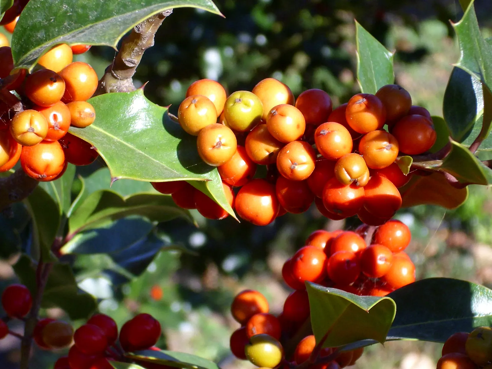 English Holly (Ilex Aquifolium) — It thrives in USDA hardiness zones 5 through 9 and prefers exposure to full sun to partial shade; an excellent choice for