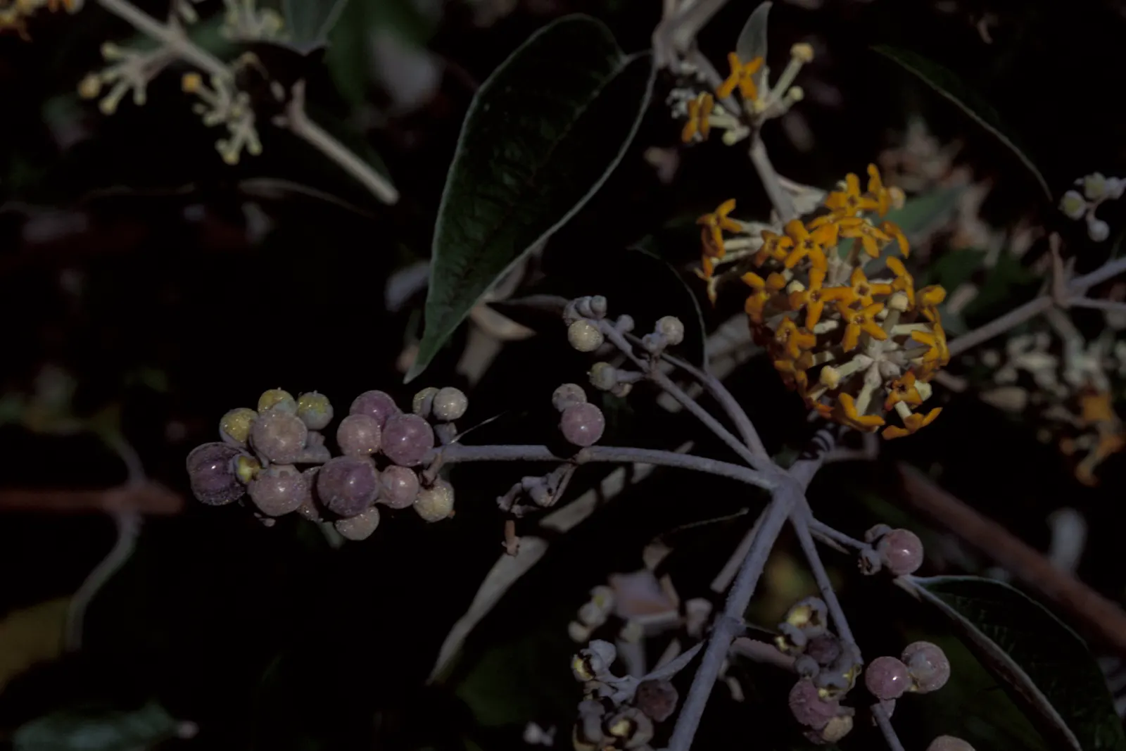 Butterfly Bush (Buddleia 'Inspired Violet') — commonly known as the Butterfly Bush