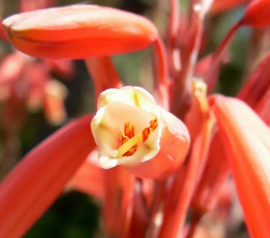 Blue Elf Aloe (Aloe 'Blue Elf') — the Blue Elf Aloe adds year-round interest and attracts hummingbirds