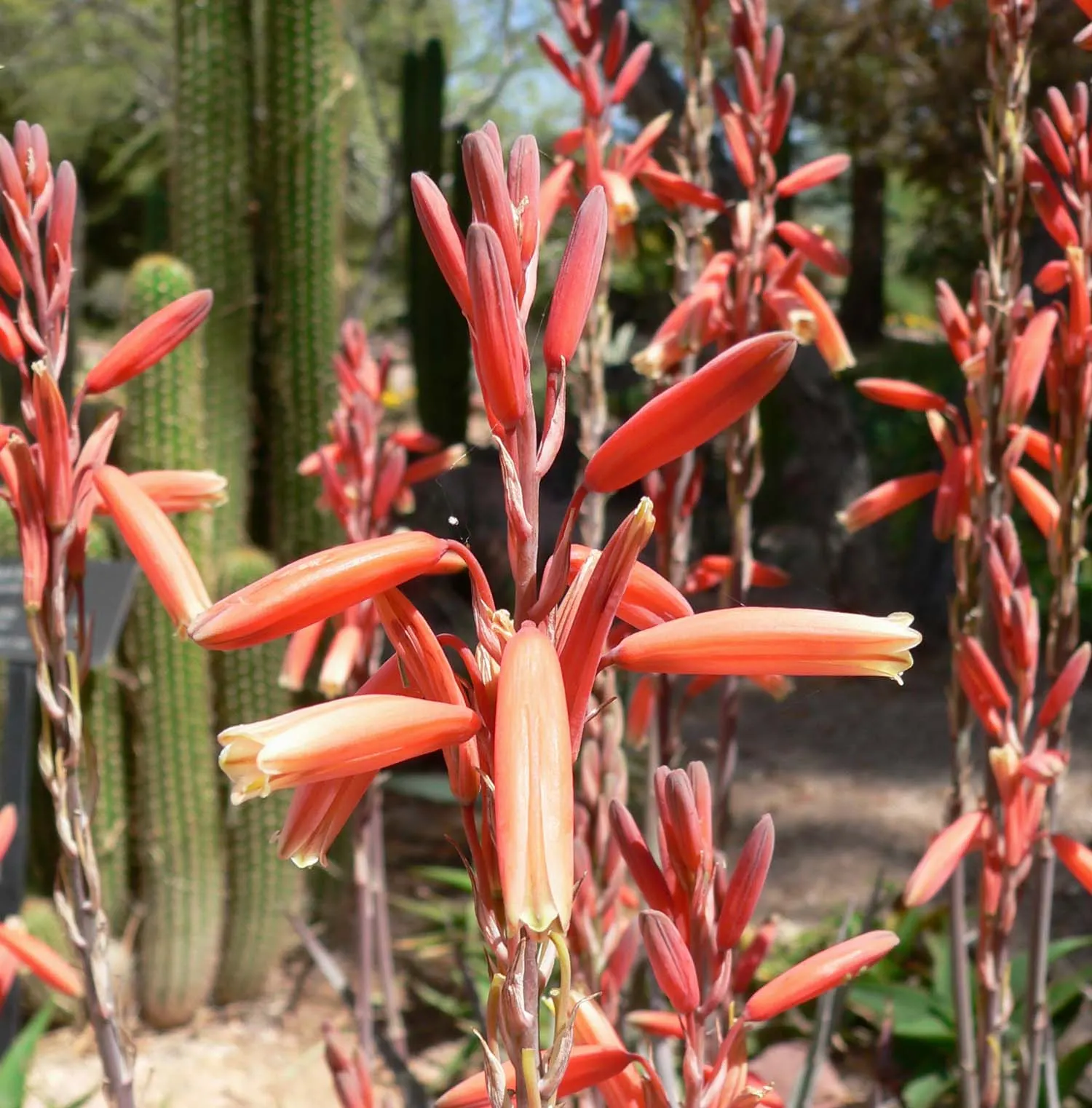 Blue Elf Aloe (Aloe 'Blue Elf') — Ideal for rock gardens or as a border plant