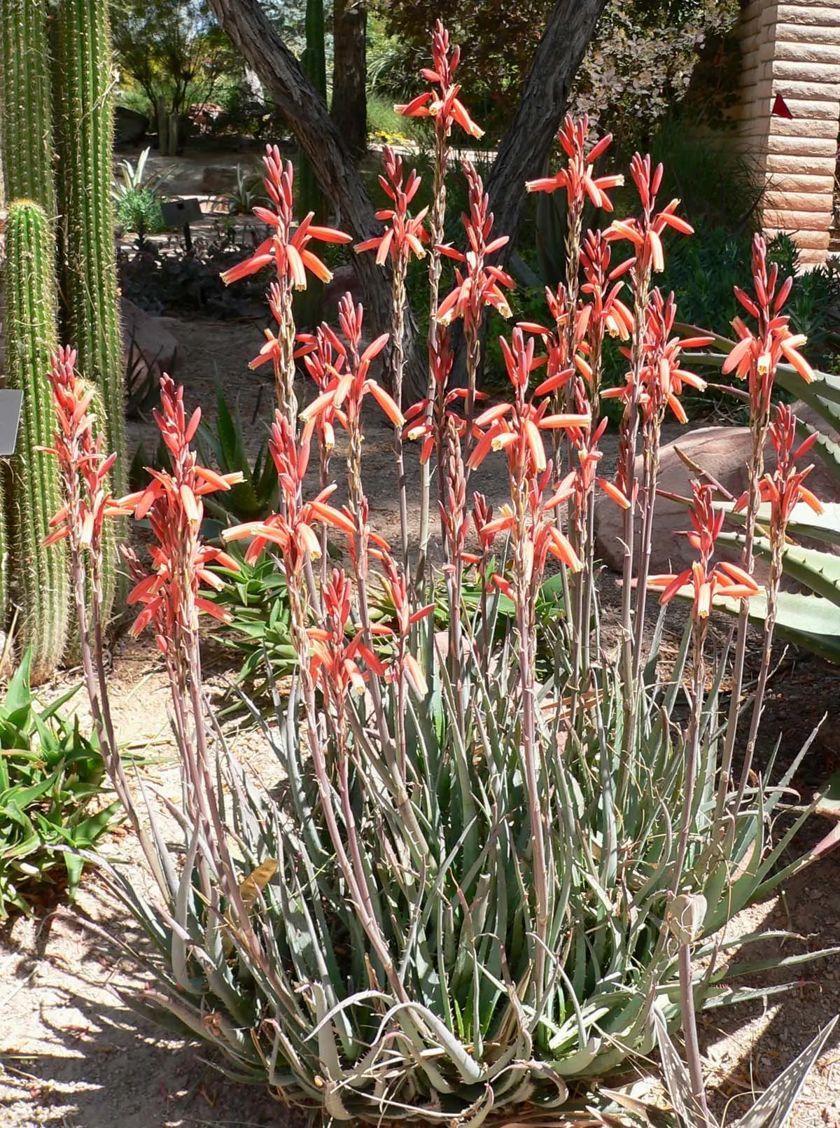 Blue Elf Aloe (Aloe 'Blue Elf') — Thriving in USDA Zones 9-11, it prefers full sun to partial shade