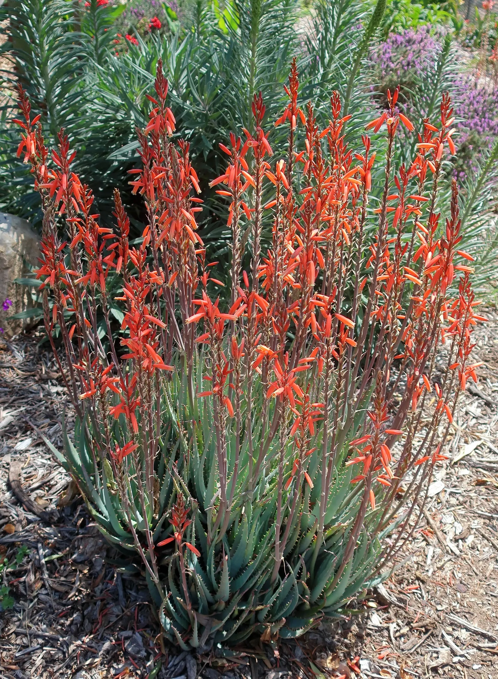 Blue Elf Aloe (Aloe 'Blue Elf') — This succulent forms clumps up to 18 inches wide and 12 inches tall