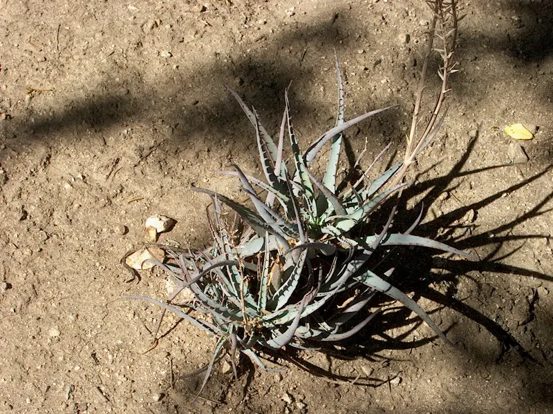 Blue Elf Aloe (Aloe 'Blue Elf') — The Aloe 'Blue Elf', a drought-tolerant hybrid, showcases pointy blue-green leaves with coral blooms