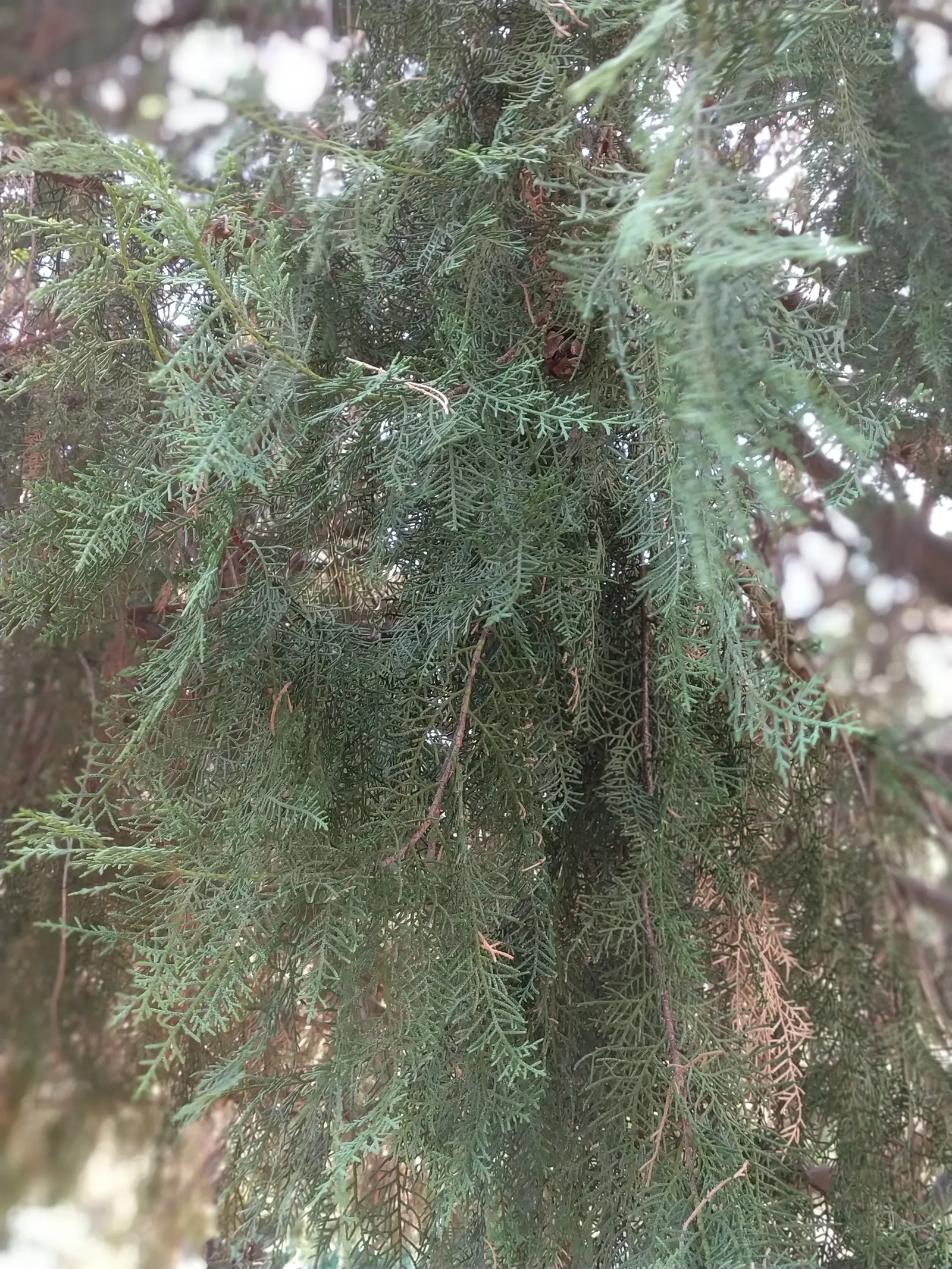 Saharan Cypress (Cupressus Dupreziana) — the Saharan Cypress requires full sun exposure and well-drained soil