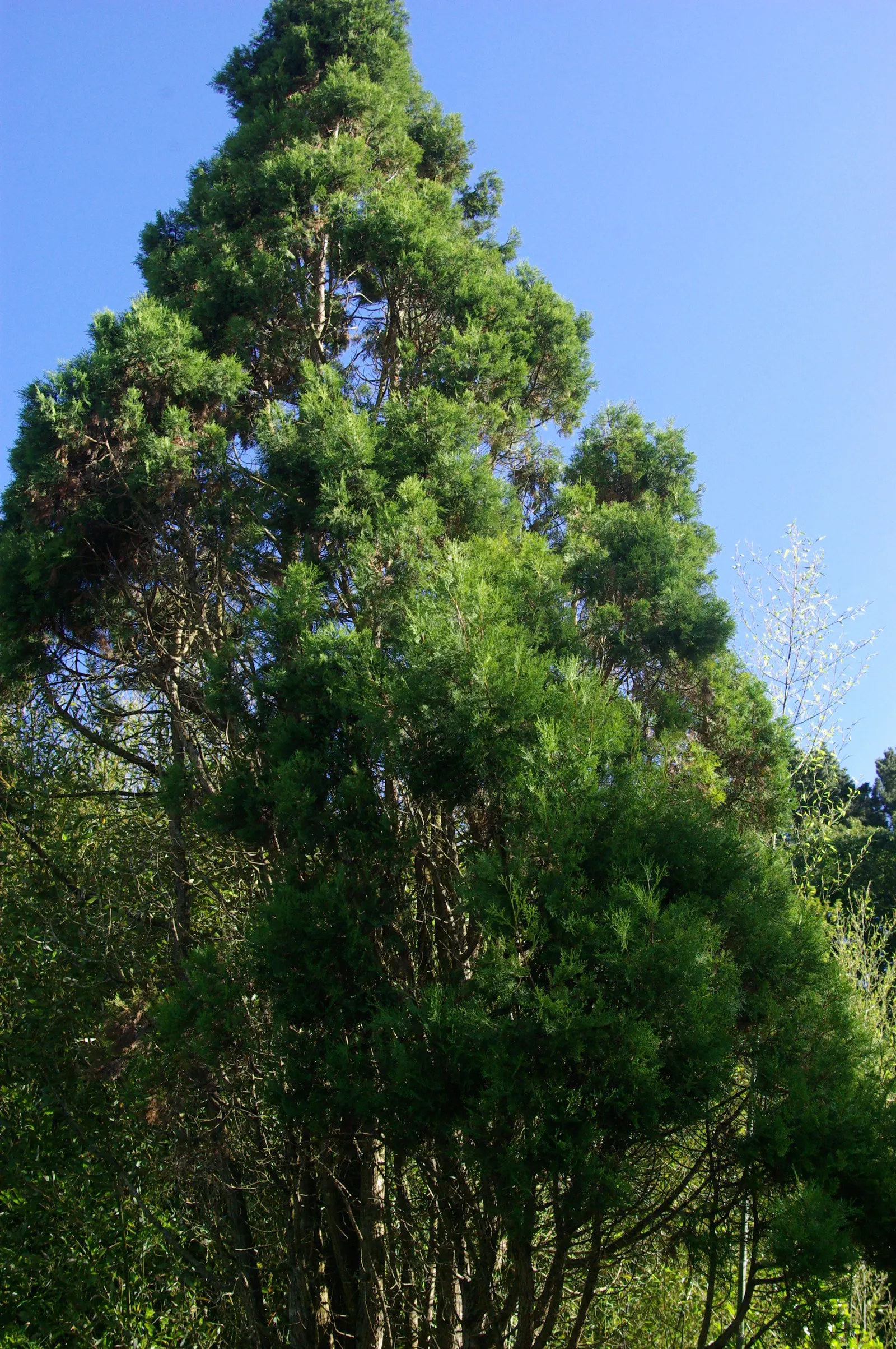Saharan Cypress (Cupressus Dupreziana) — This drought-tolerant tree typically reaches 20-30 feet in height, with a spread of 10-20 feet