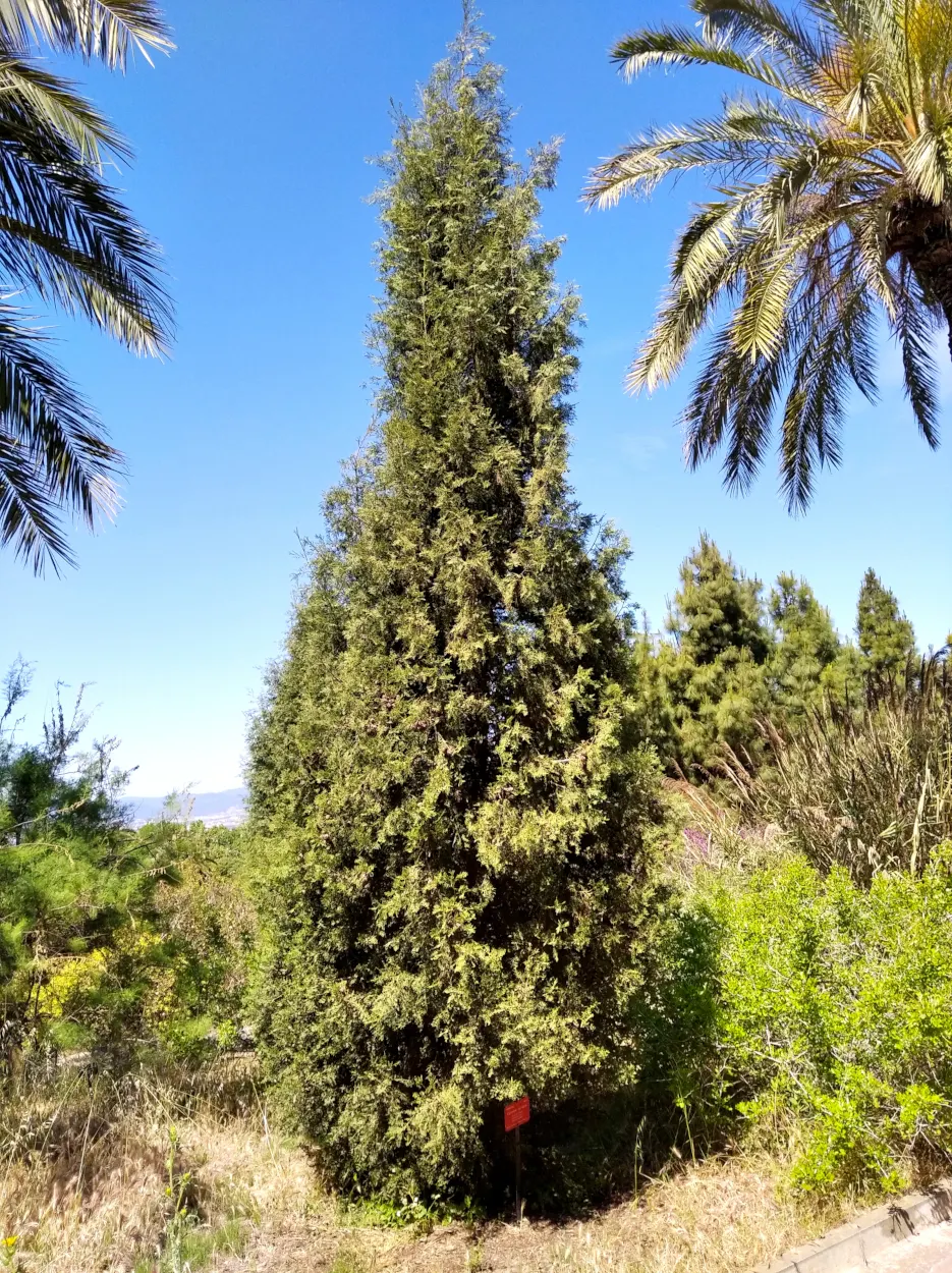 Saharan Cypress (Cupressus Dupreziana) — which may be less than an inch per year