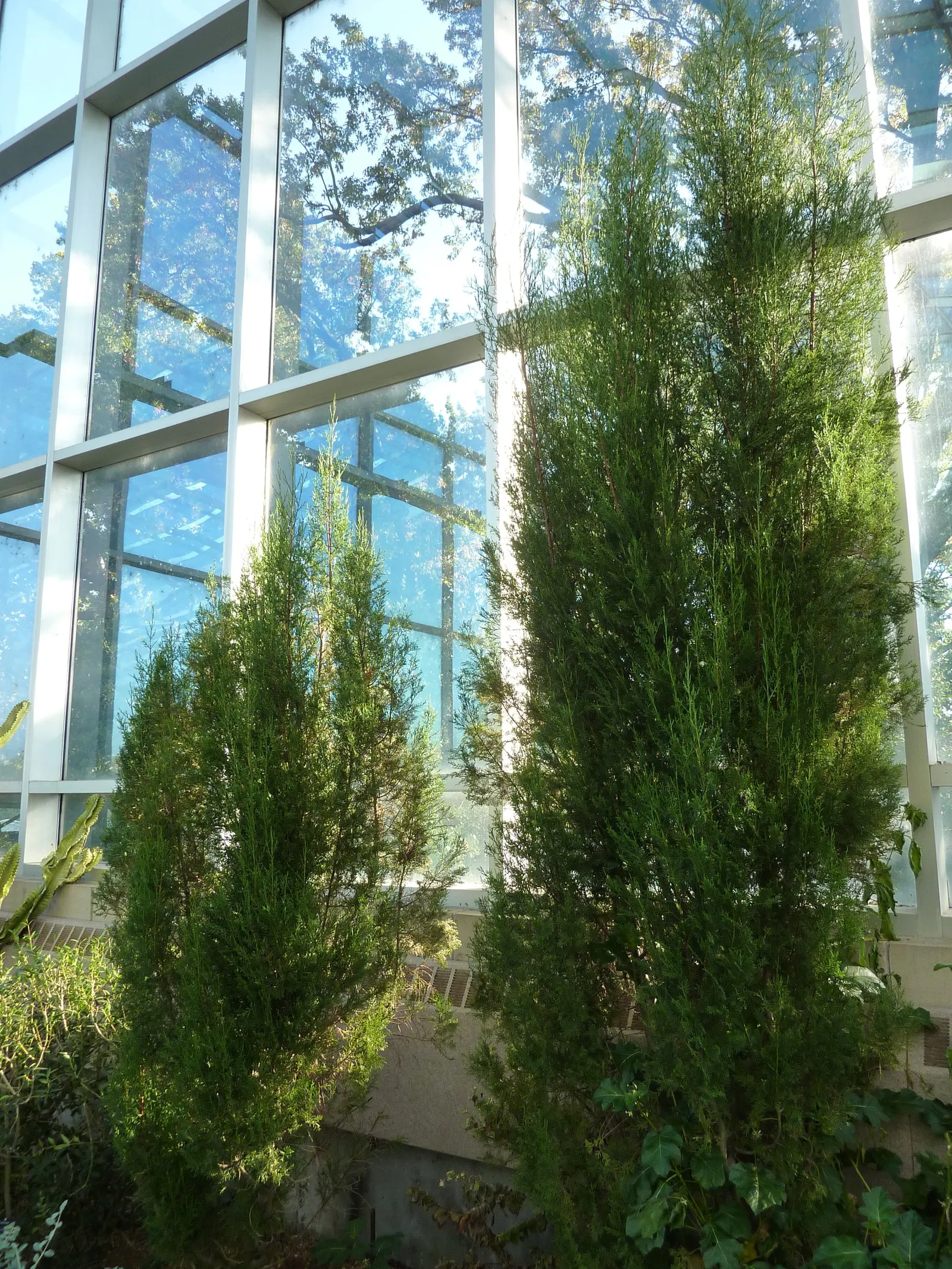 Saharan Cypress (Cupressus Dupreziana) — texturally rich appearance