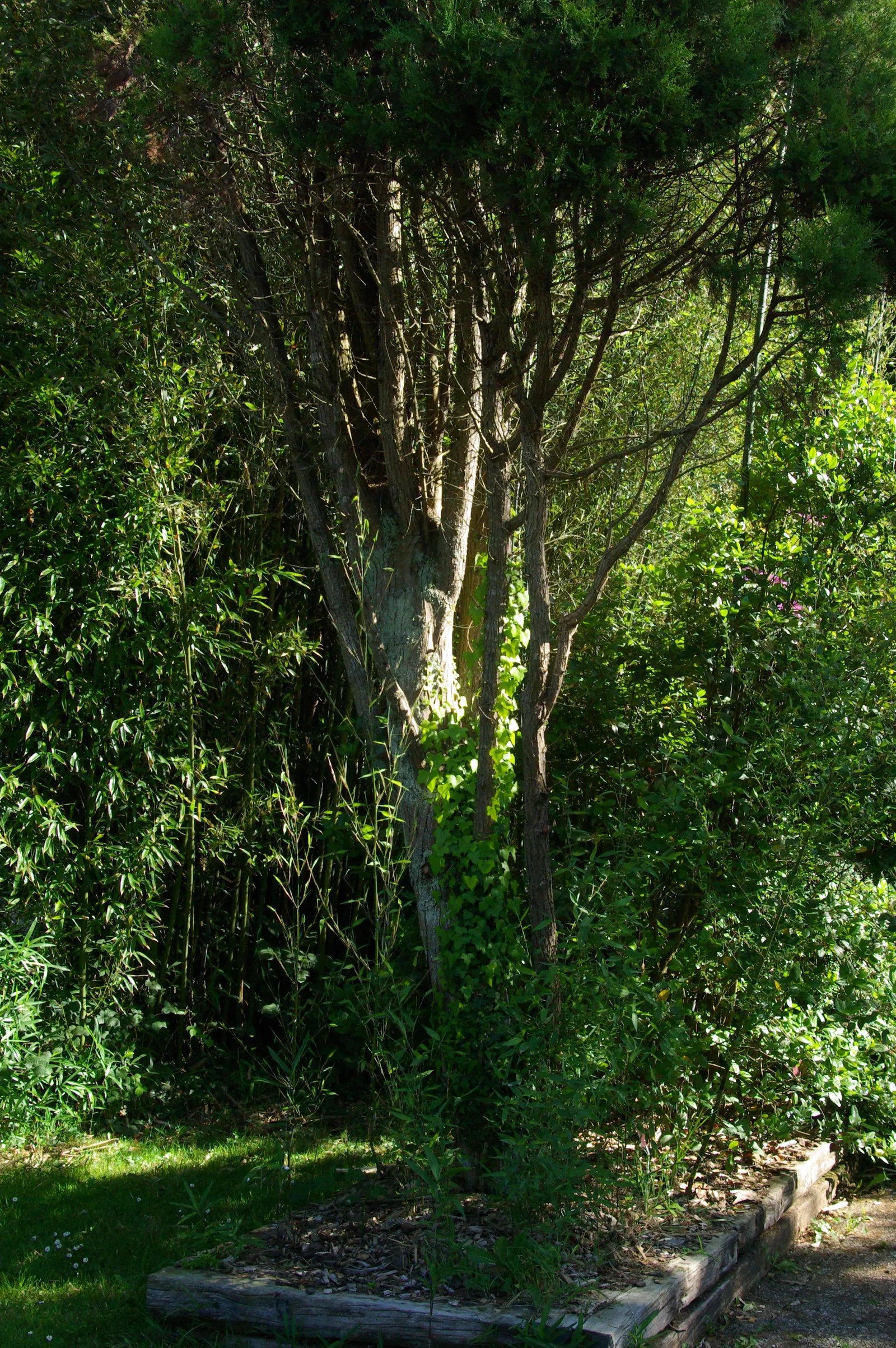 Saharan Cypress (Cupressus Dupreziana) — scientifically referred to as Cupressus dupreziana