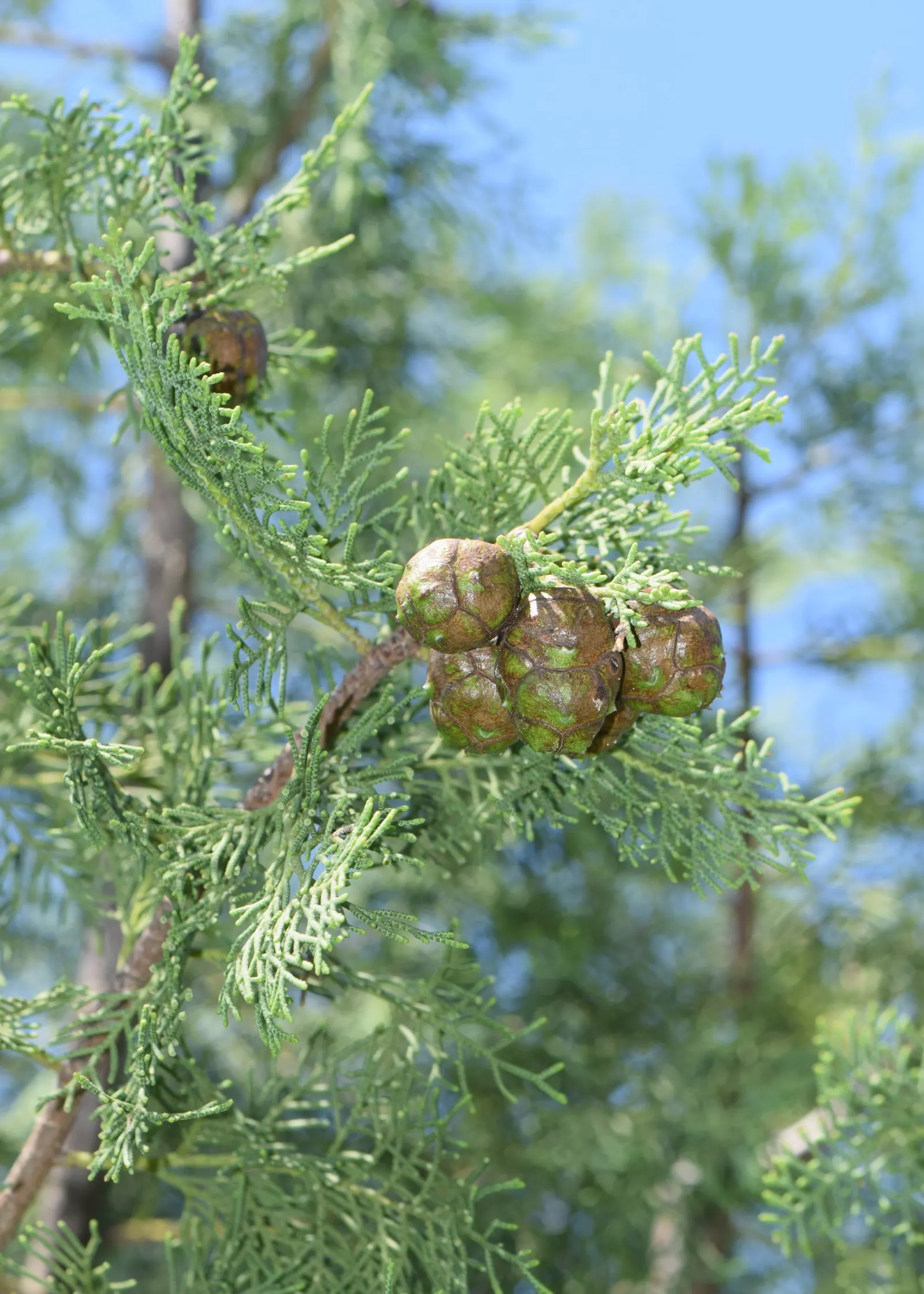 Saharan Cypress (Cupressus Dupreziana) — reaching up to 65 feet in height under optimal conditions