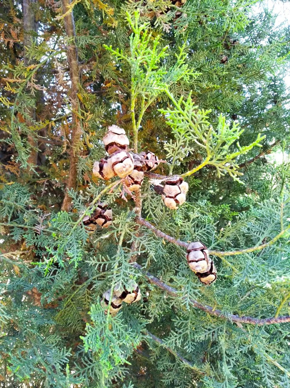 Saharan Cypress (Cupressus Dupreziana) — scale-like leaves that cling closely to the branches