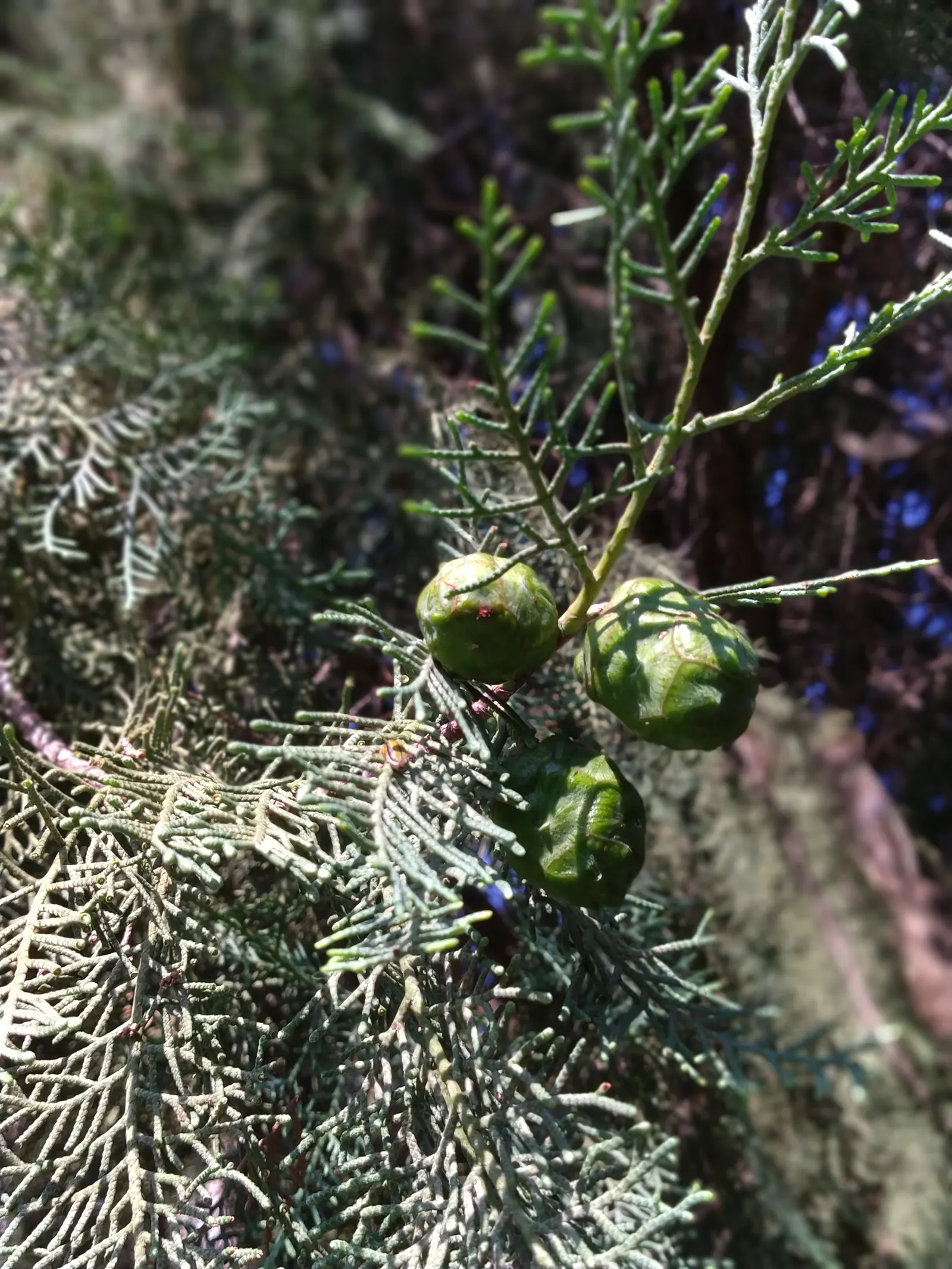 Saharan Cypress (Cupressus Dupreziana) — This rare species boasts a striking